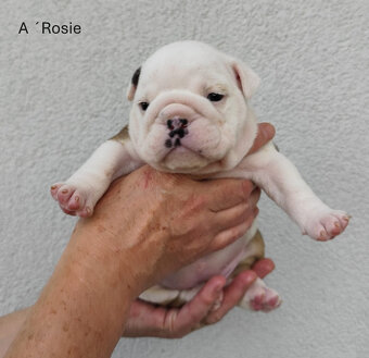 Englische Bulldoggenwelpen mit PP - 4