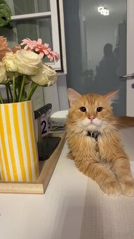 Wohnungskatze zu verkaufen 🐈 - Mini Maine Coon Mischling - 4