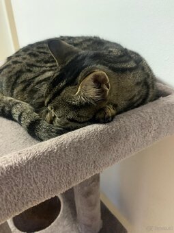 Tigerkatze - 4