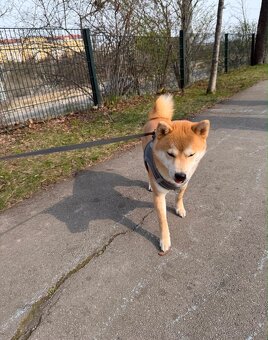 Wunderschöner Shiba Inu sucht liebevolles Zuhause 🐾 - 4
