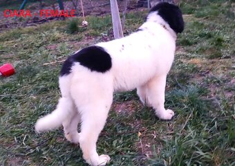 LANDSEER - 4
