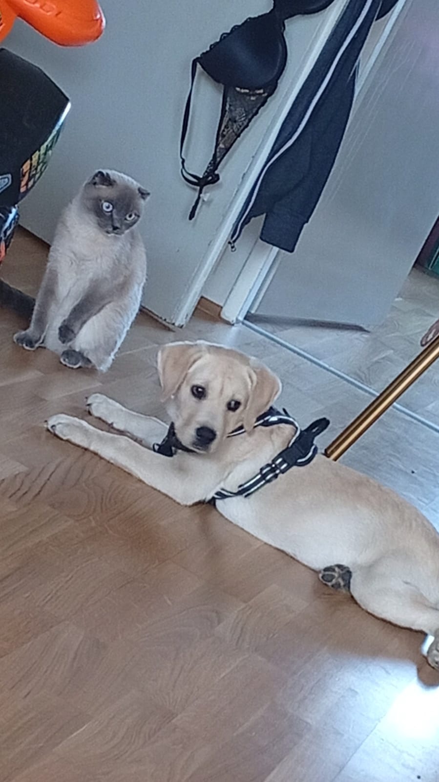 Labrador Welpe - 5