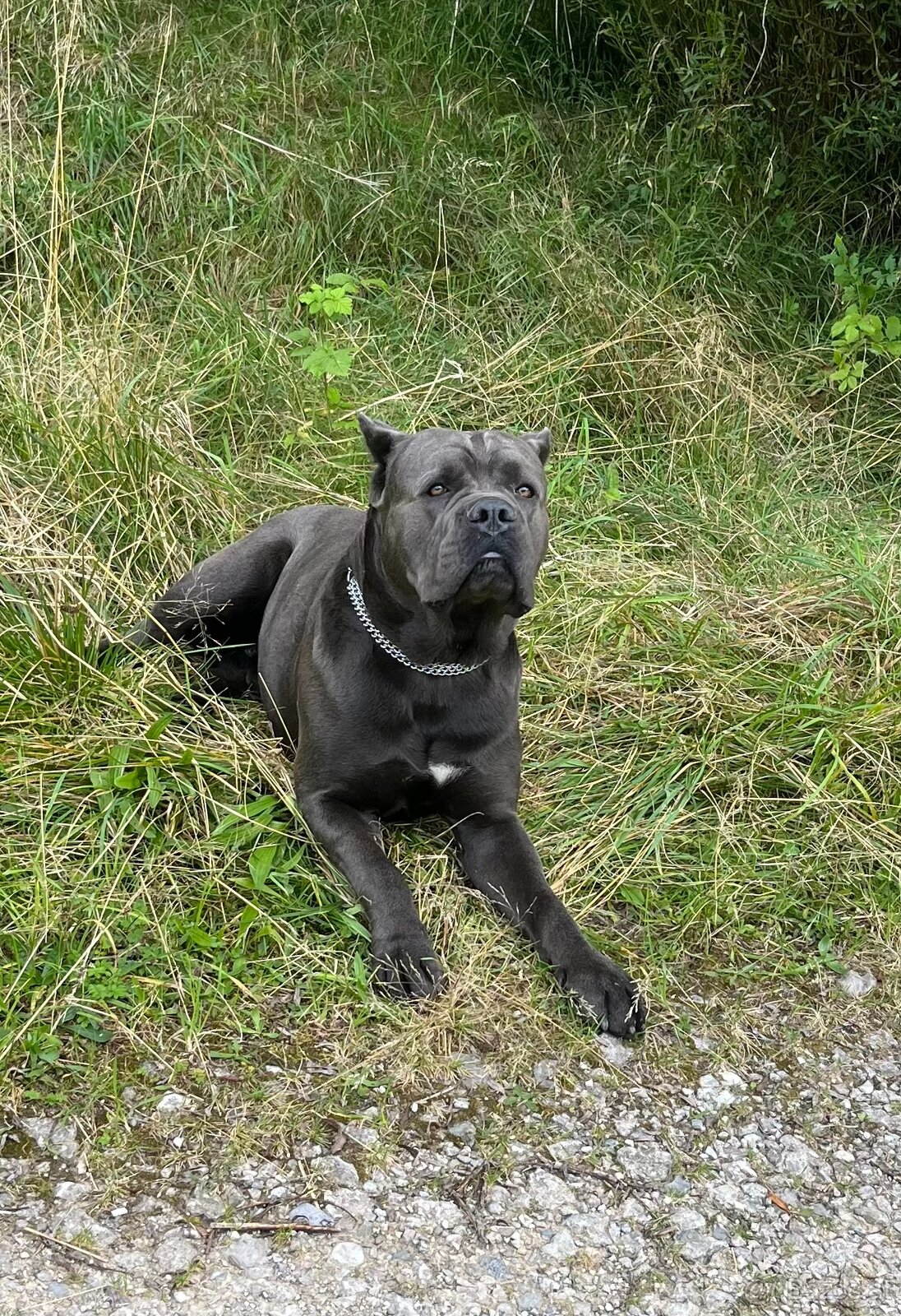 Reinrassige Cane Corso Welpen - 5