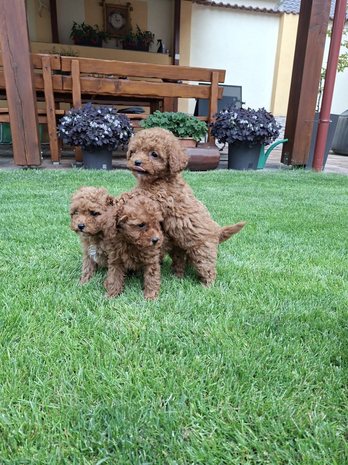 Pudel poodle toy red - 5