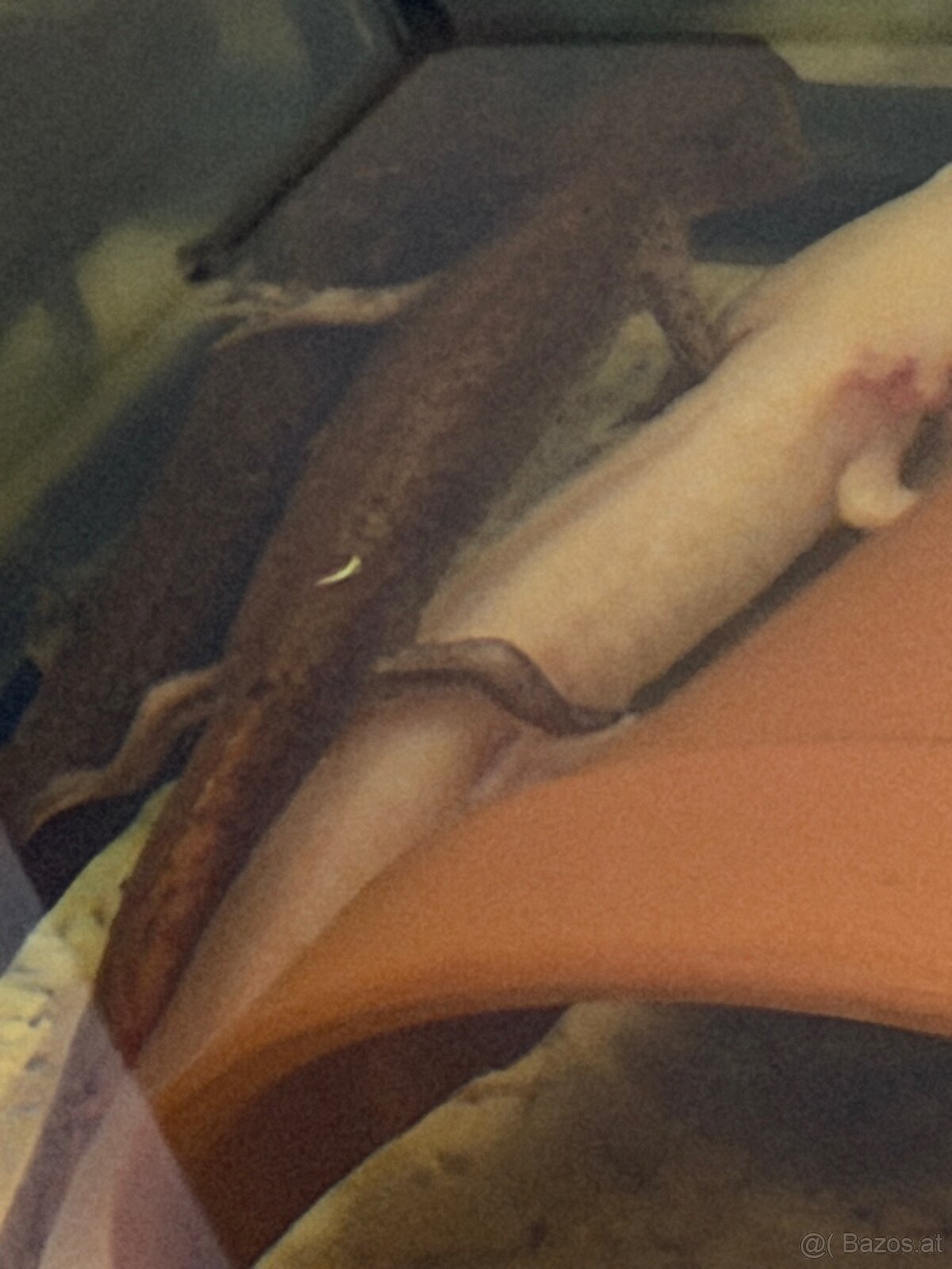 Axolotl - 5