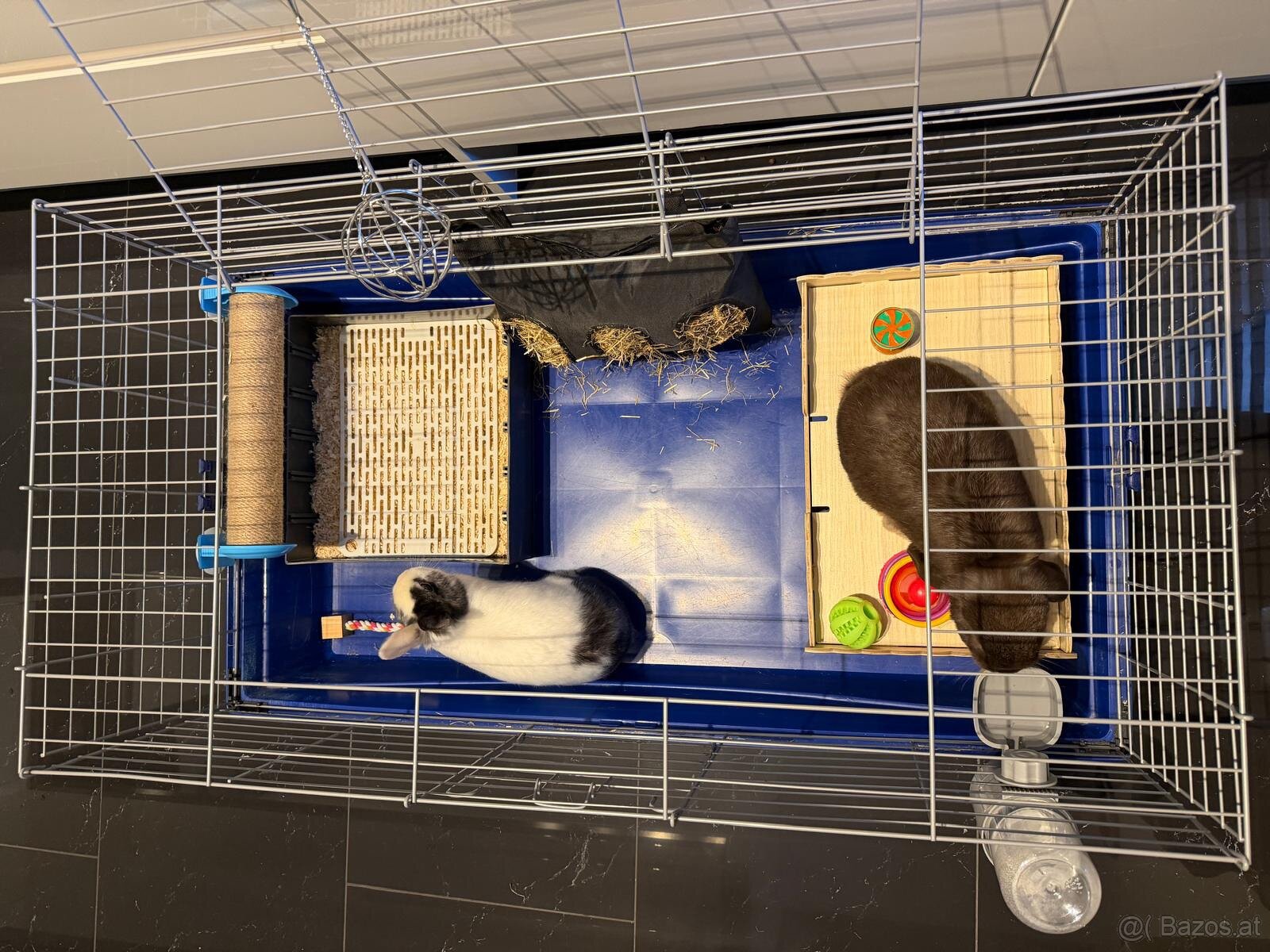 Zwergkaninchen mit Käfig inklusive ganzes Zubehör - 5