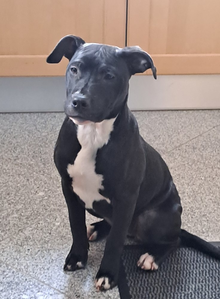 reinrassige APBT Welpen - 5