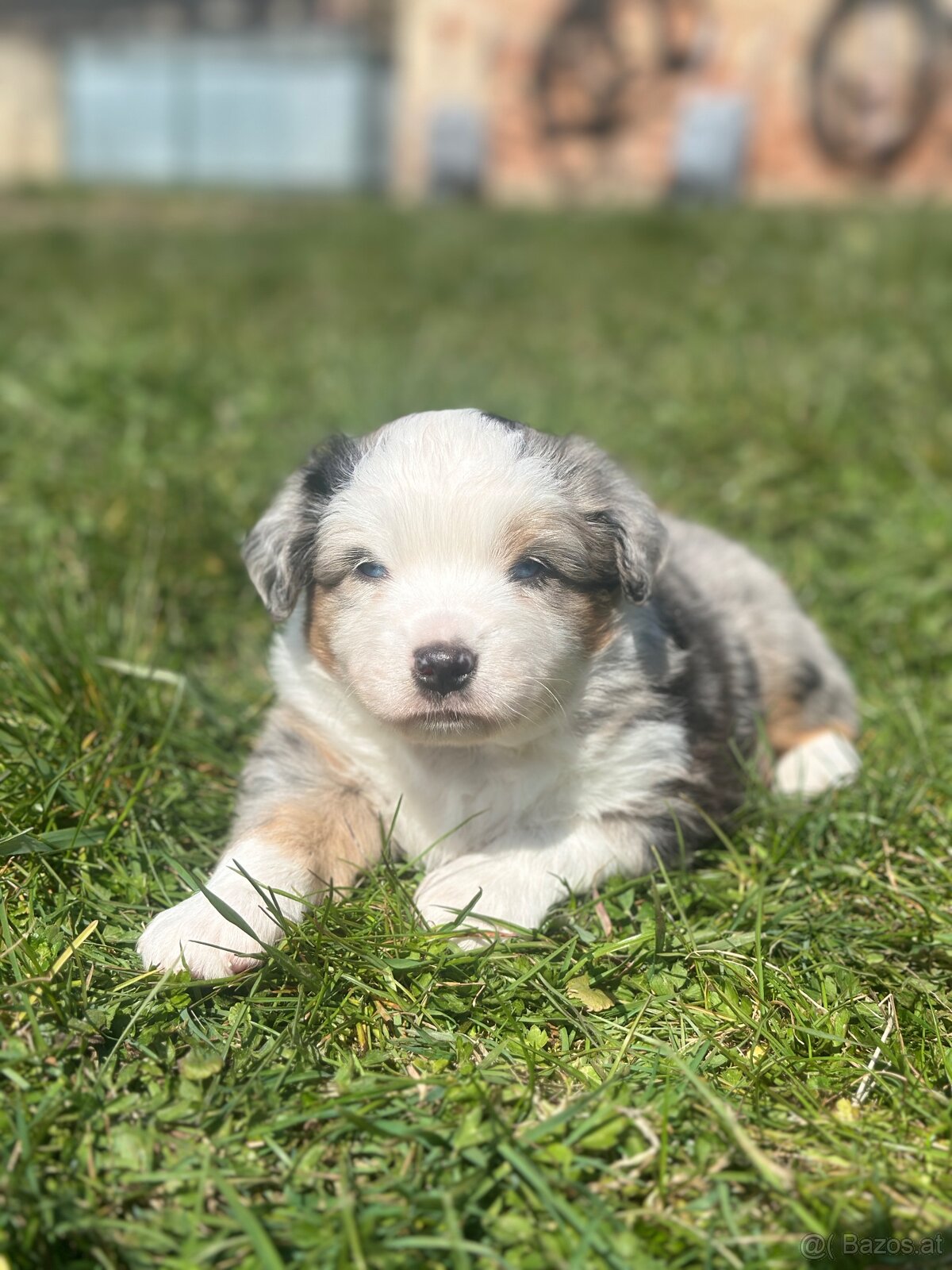 Miniature American Shepherd FCI - 5
