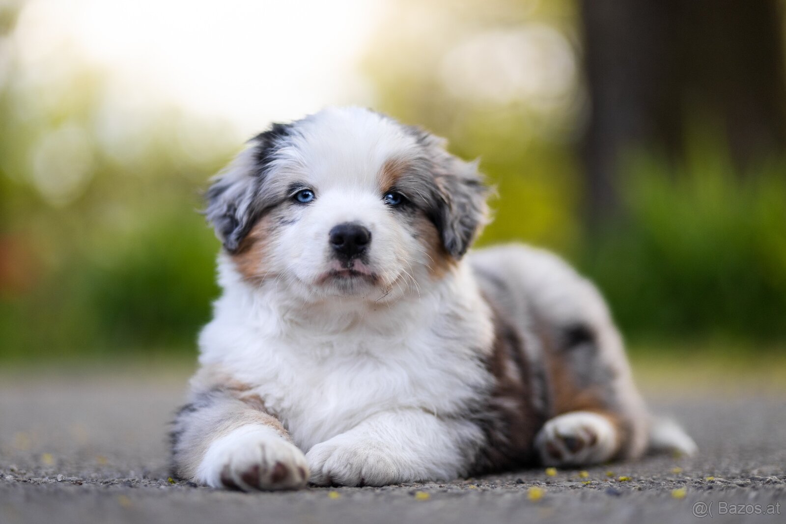 Miniature American Shepherd FCI - 5