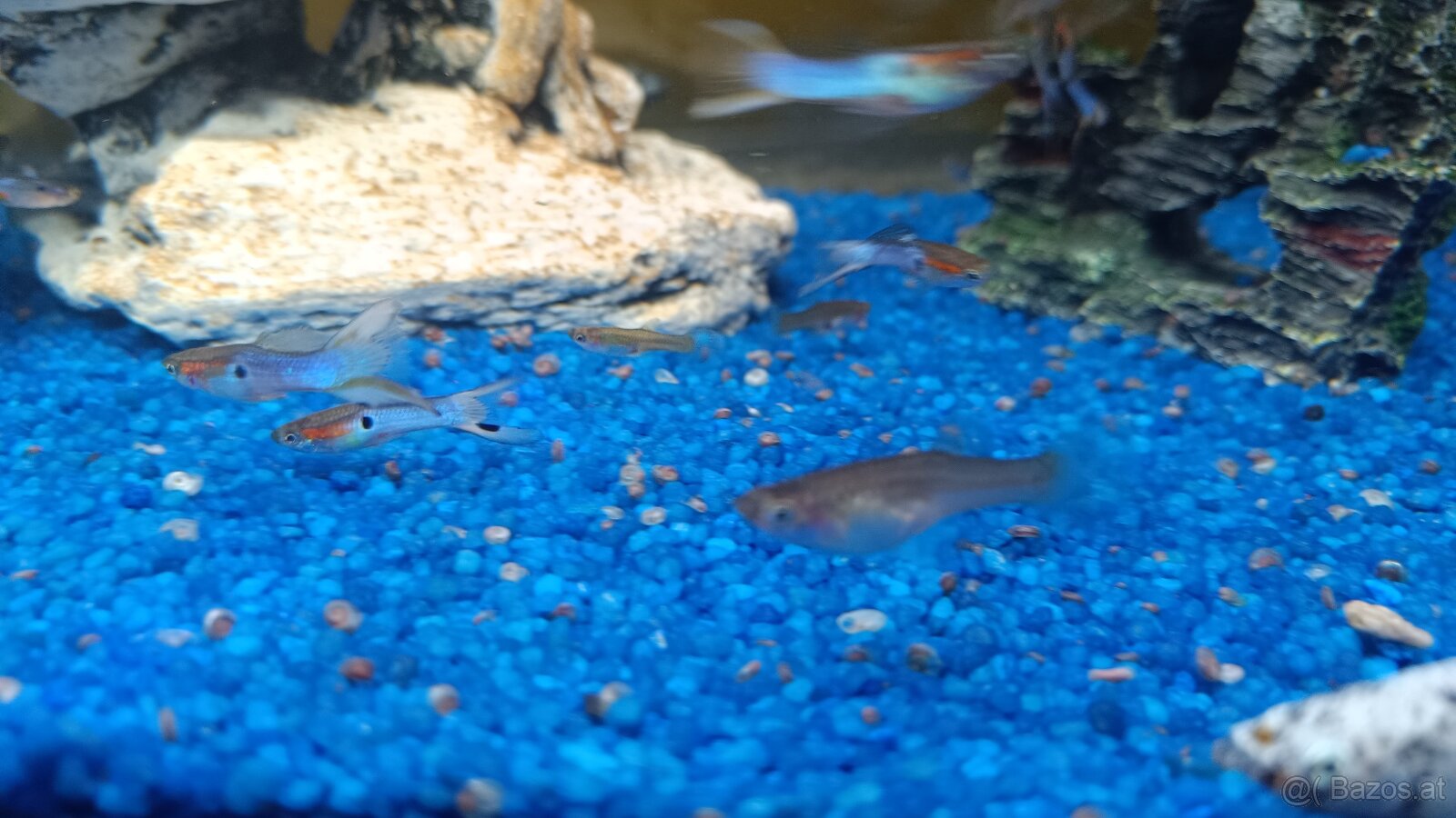 Guppy, Molly - 5