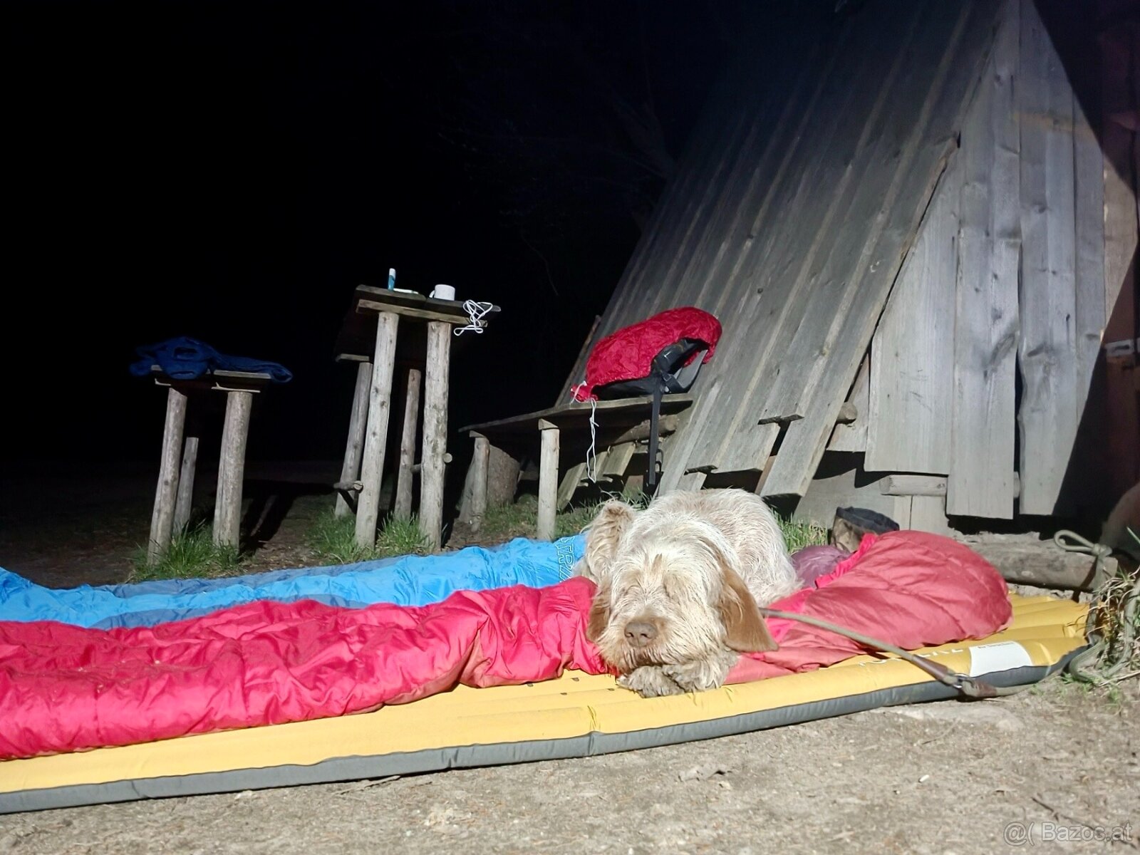 Spinone italiano - 5