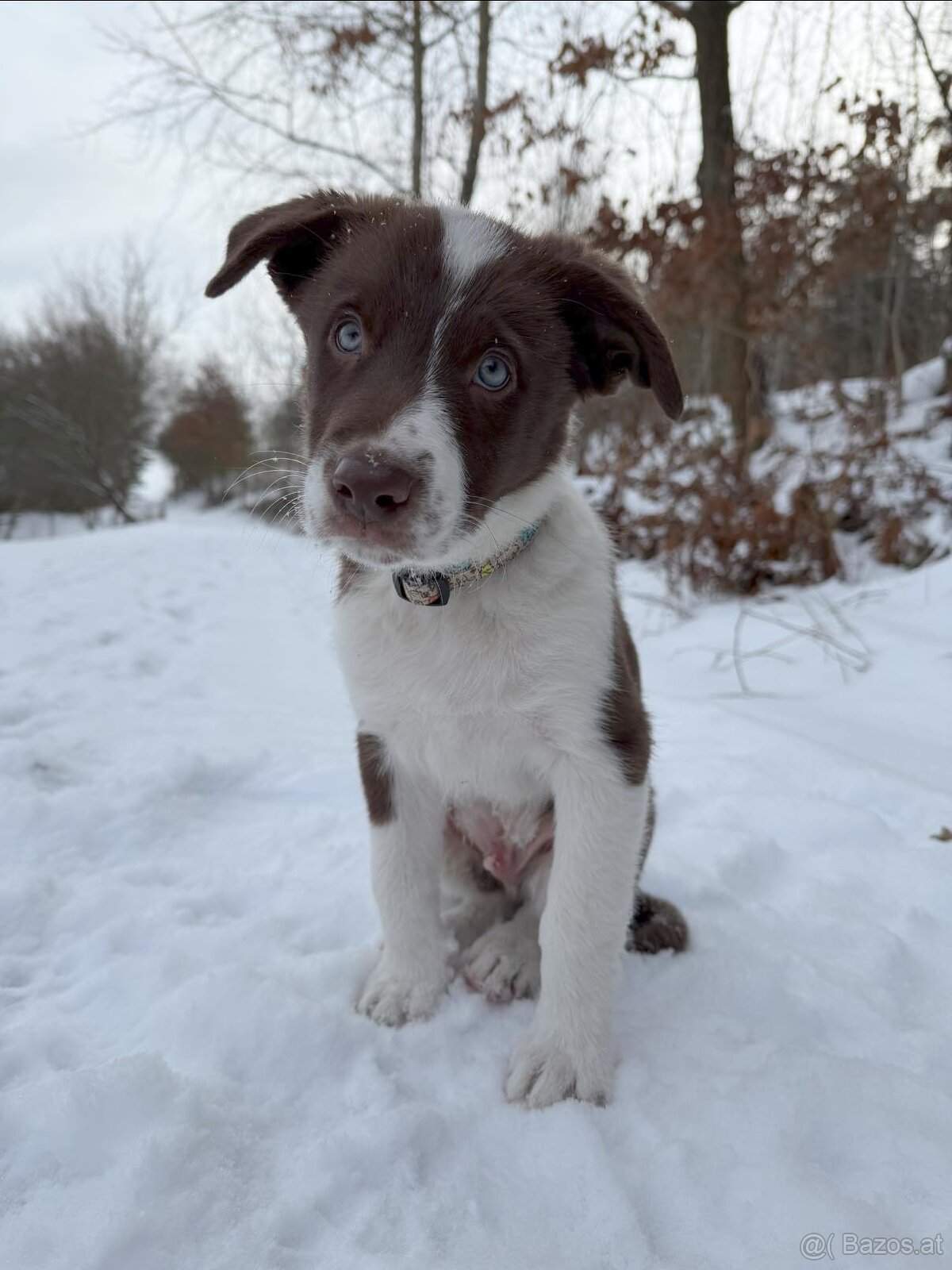 Beautiful Border Collie Puppy Ready to Join Your Family - 5
