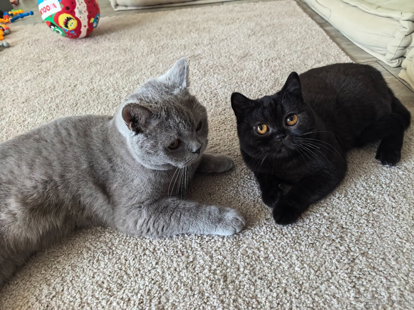 2 BKH Kater - Notfallabgabe - 5