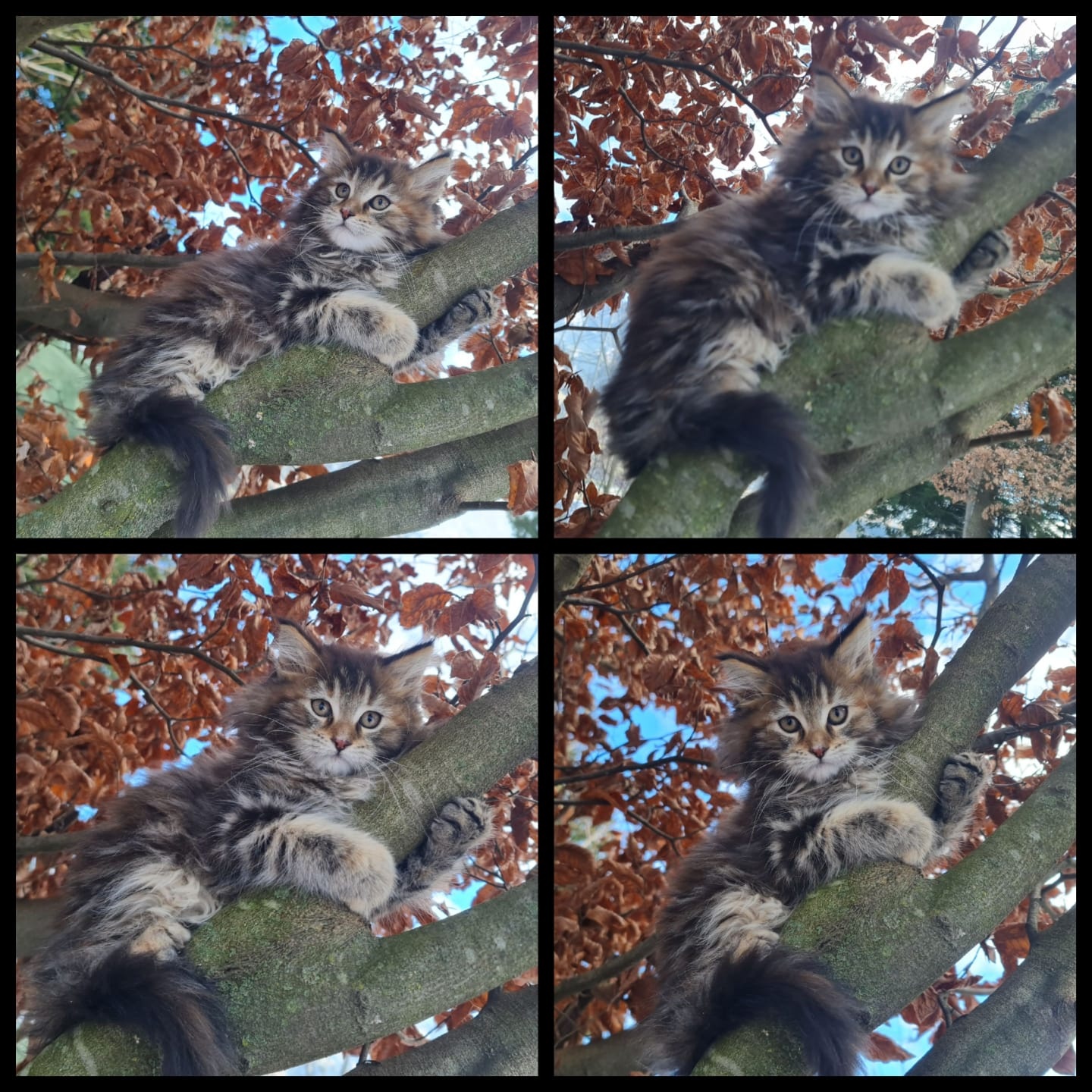 Maine Coon Kitten suchen Herzensplätze - 5