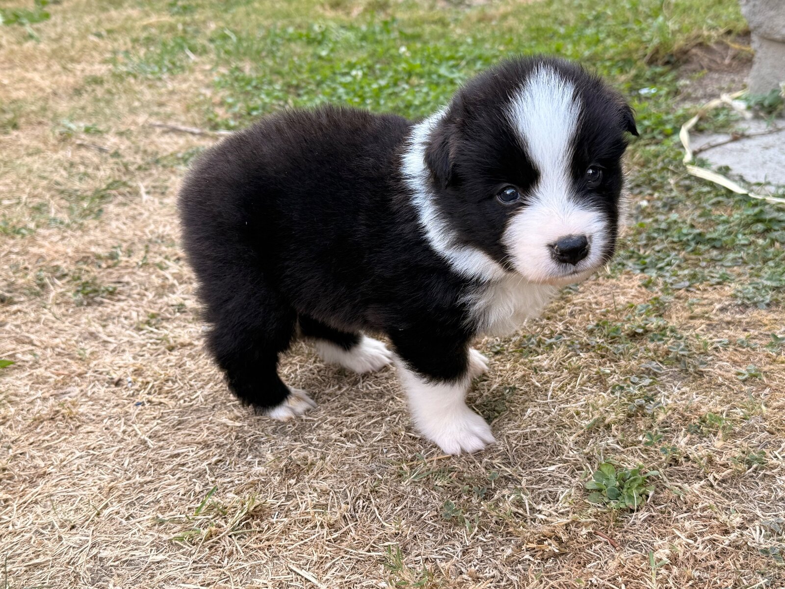 Border collie - 5