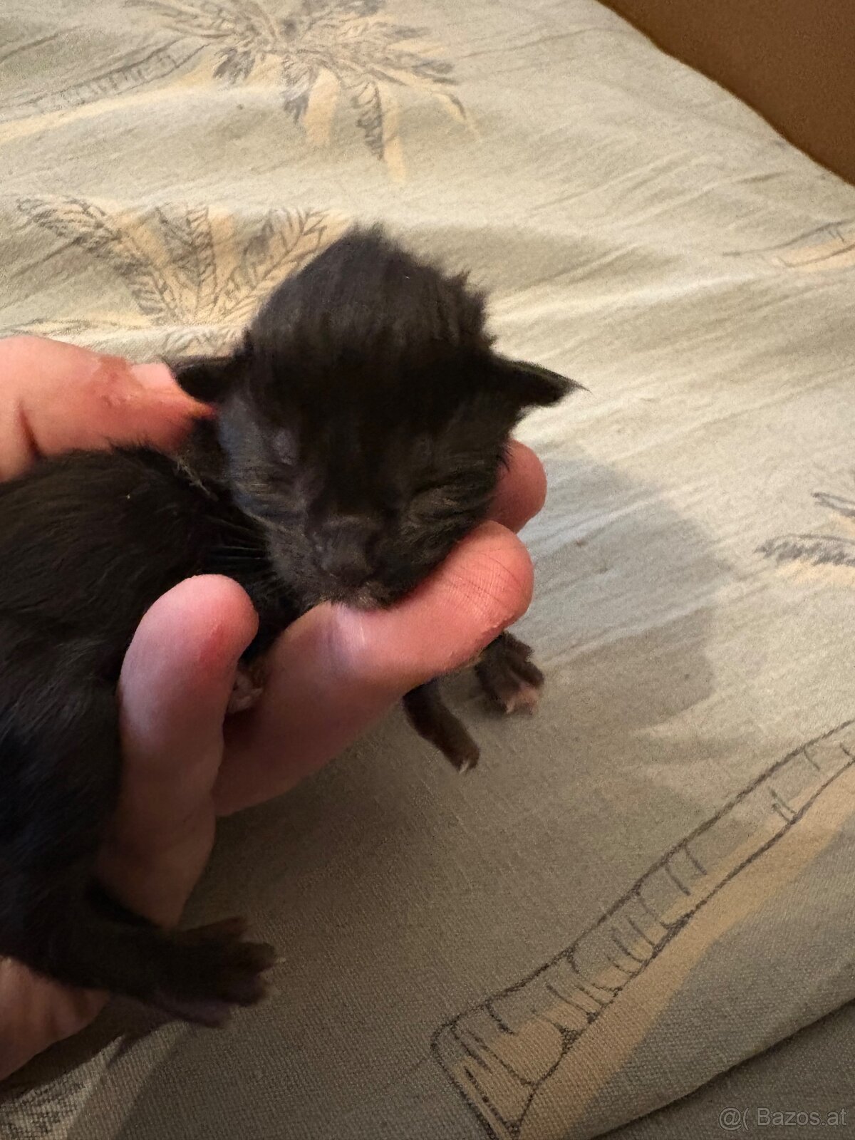 3 Maine Coon Mädels Abgabe ab 09.01.2026 - 5