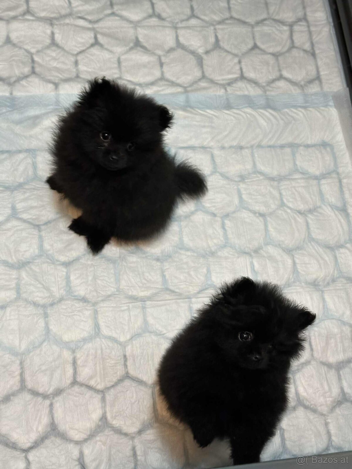 Pomerian Welpen - 5