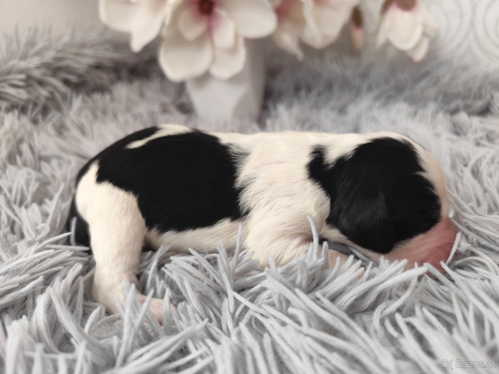 Englische Springer Spaniel Welpen mit PP FCI - 5