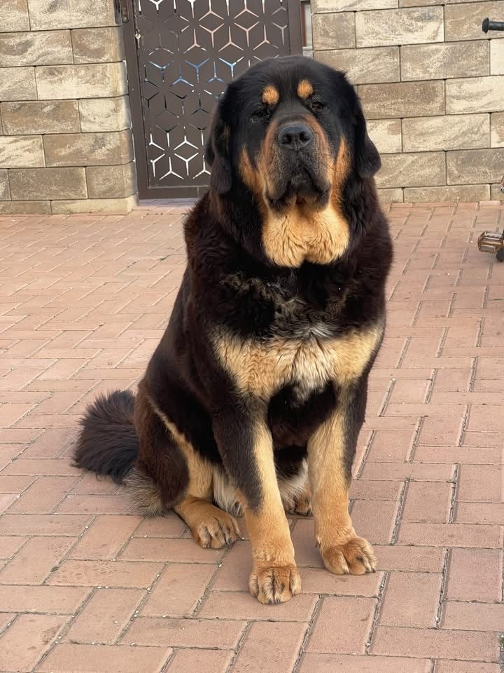 Tibetian Mastiff , Do khyi, Tibet doggen FCI - 5