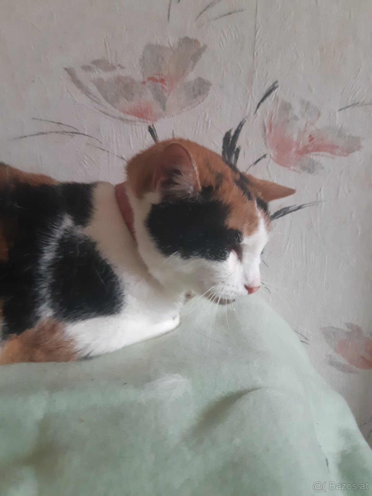 KATZEN FREUNDE AUFGEPASST - 5