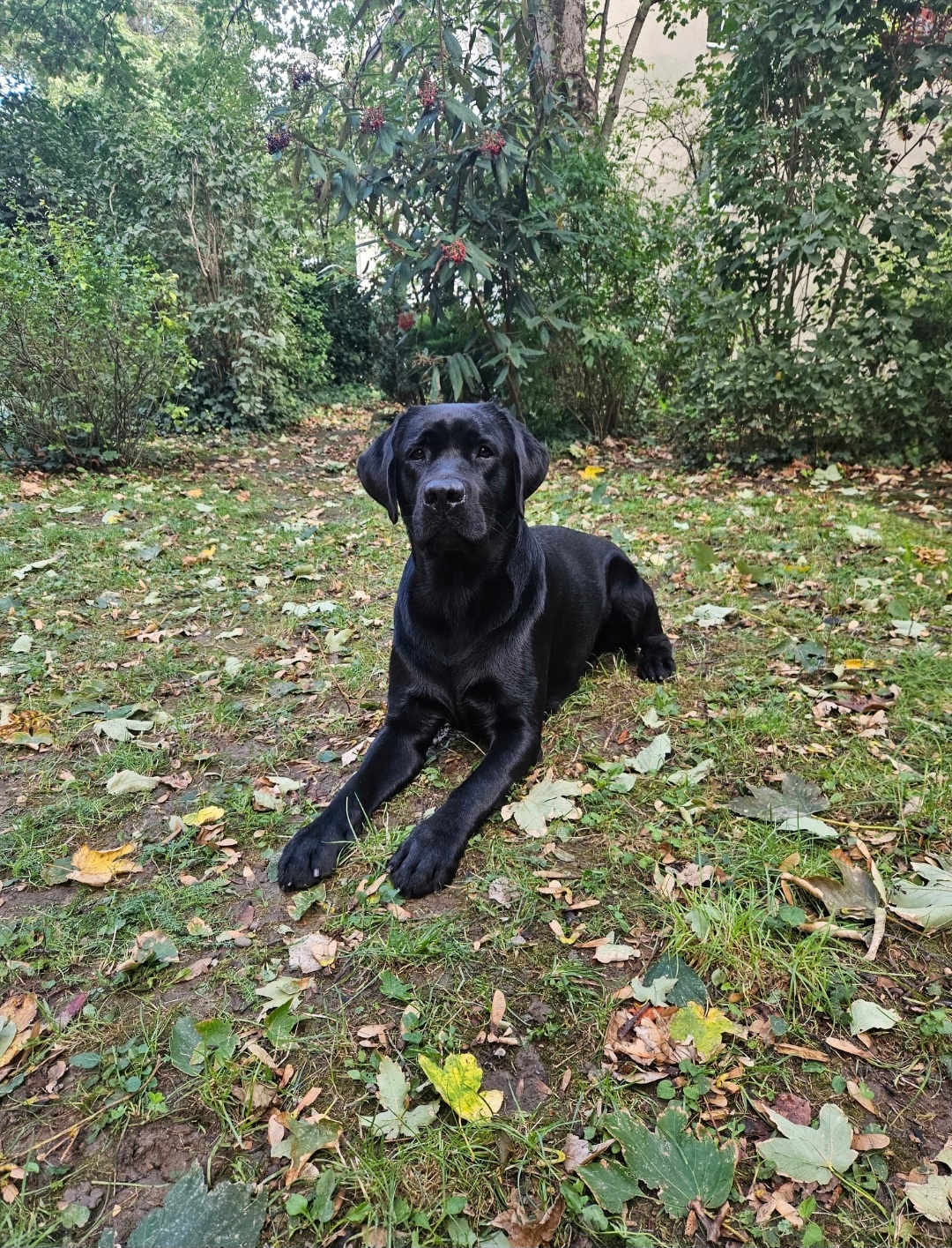 Labrador Deckrüde mit FCI Ahnentafel - 5