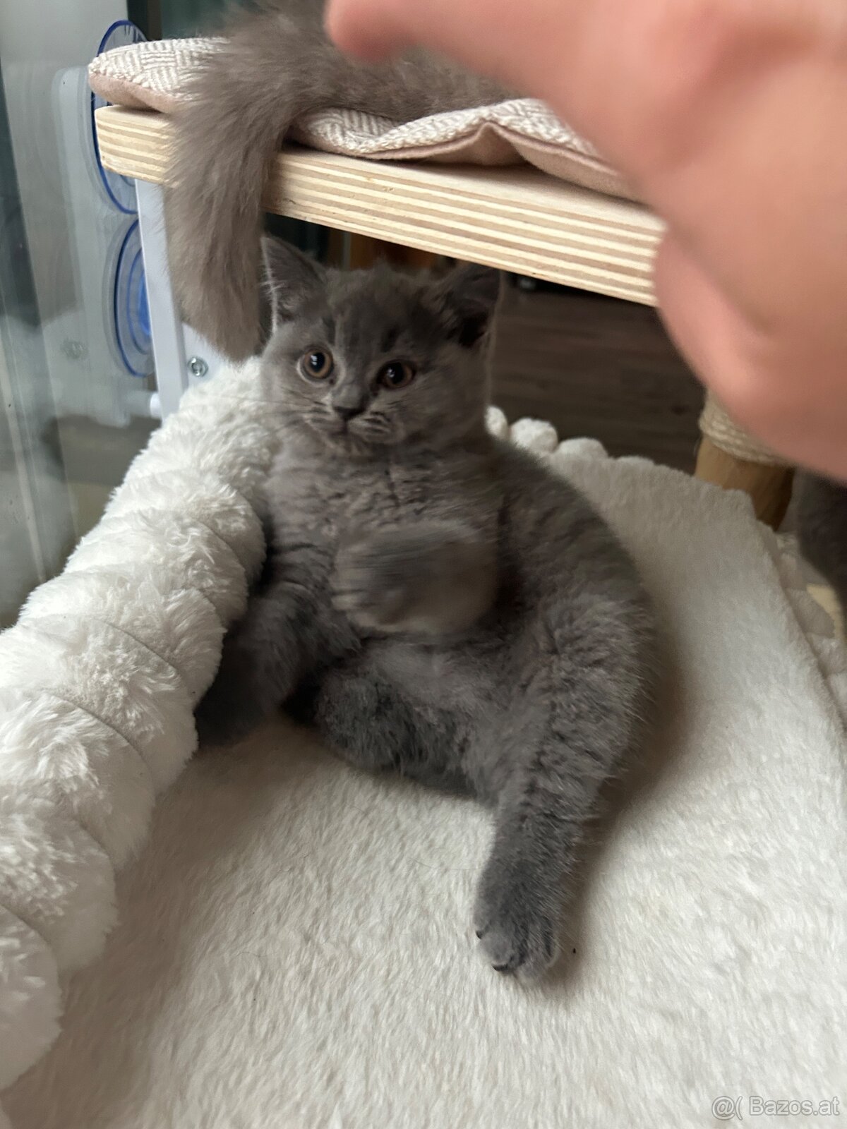 BKH Kitten - 5
