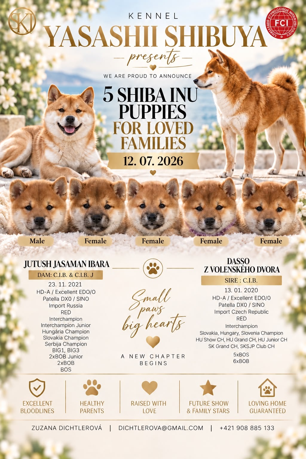 Shiba inu welpen mit FCI Pedigree - 5