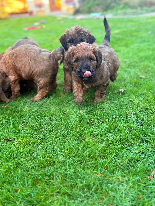 Briard welpen - 5