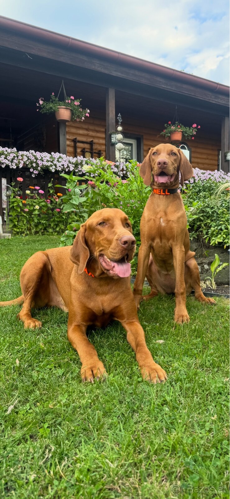 Personalisierte Hundehalsbänder mit Namen 🐾 – handgefertigt - 5