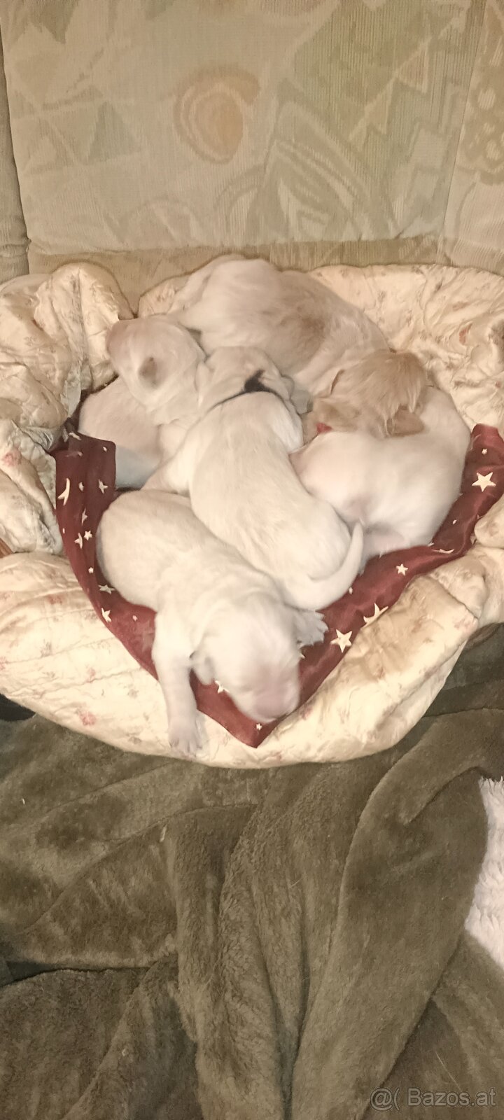 Golden Retriever Welpen - 5