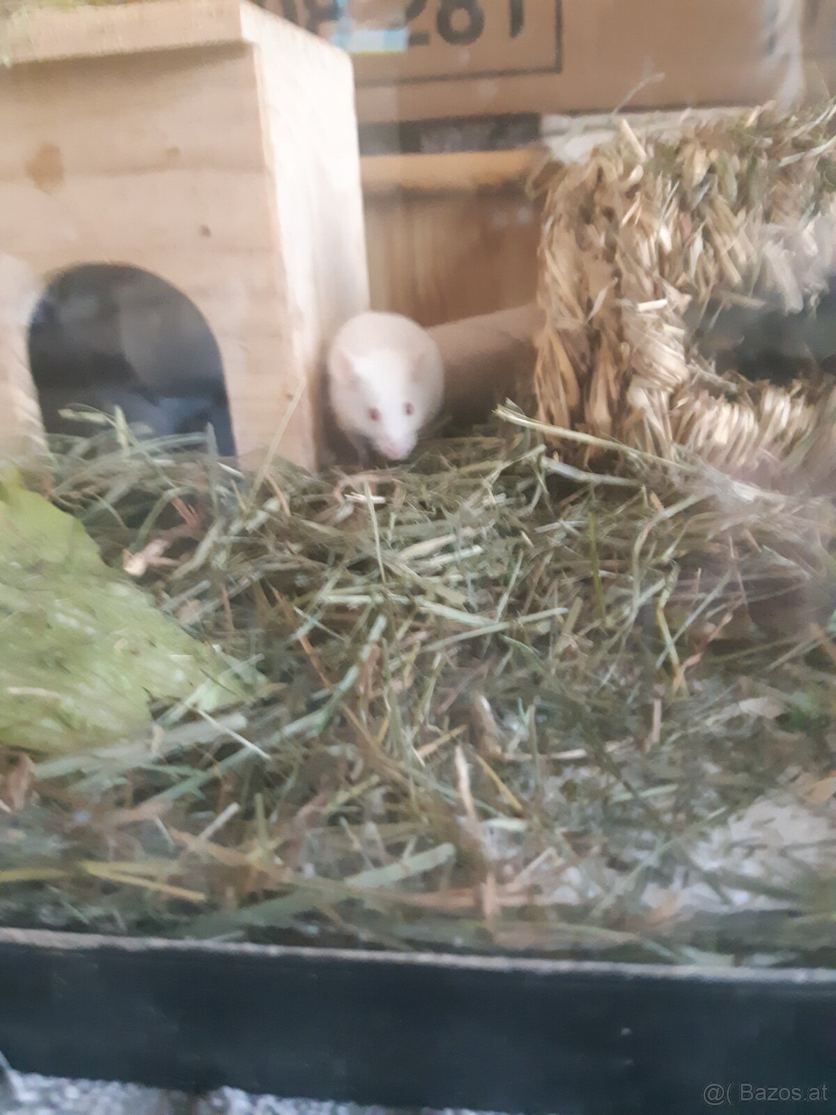 Maus zu vergeben. - 5