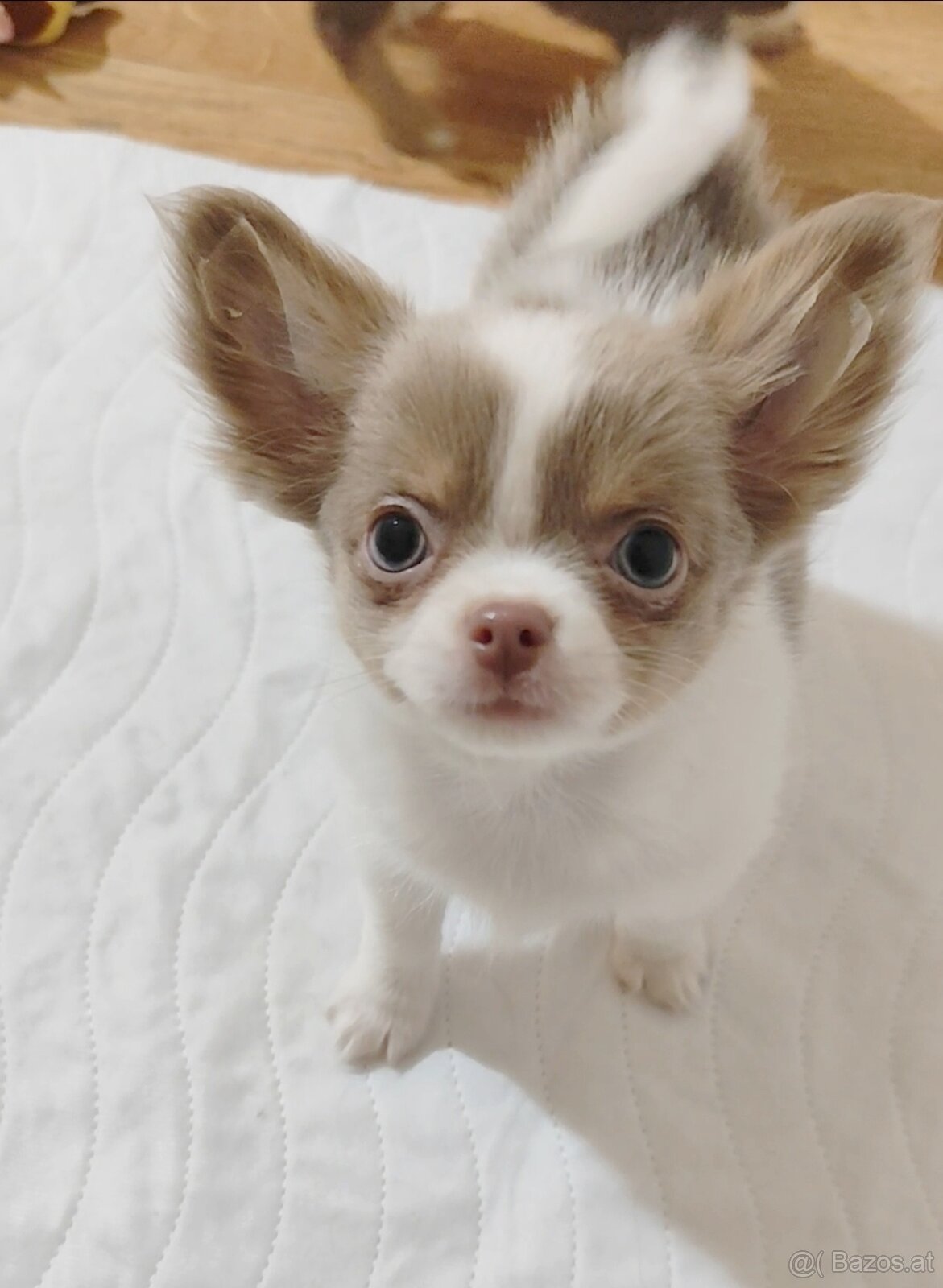 Chihuahua mit einer Ahnentafel FCI - 5