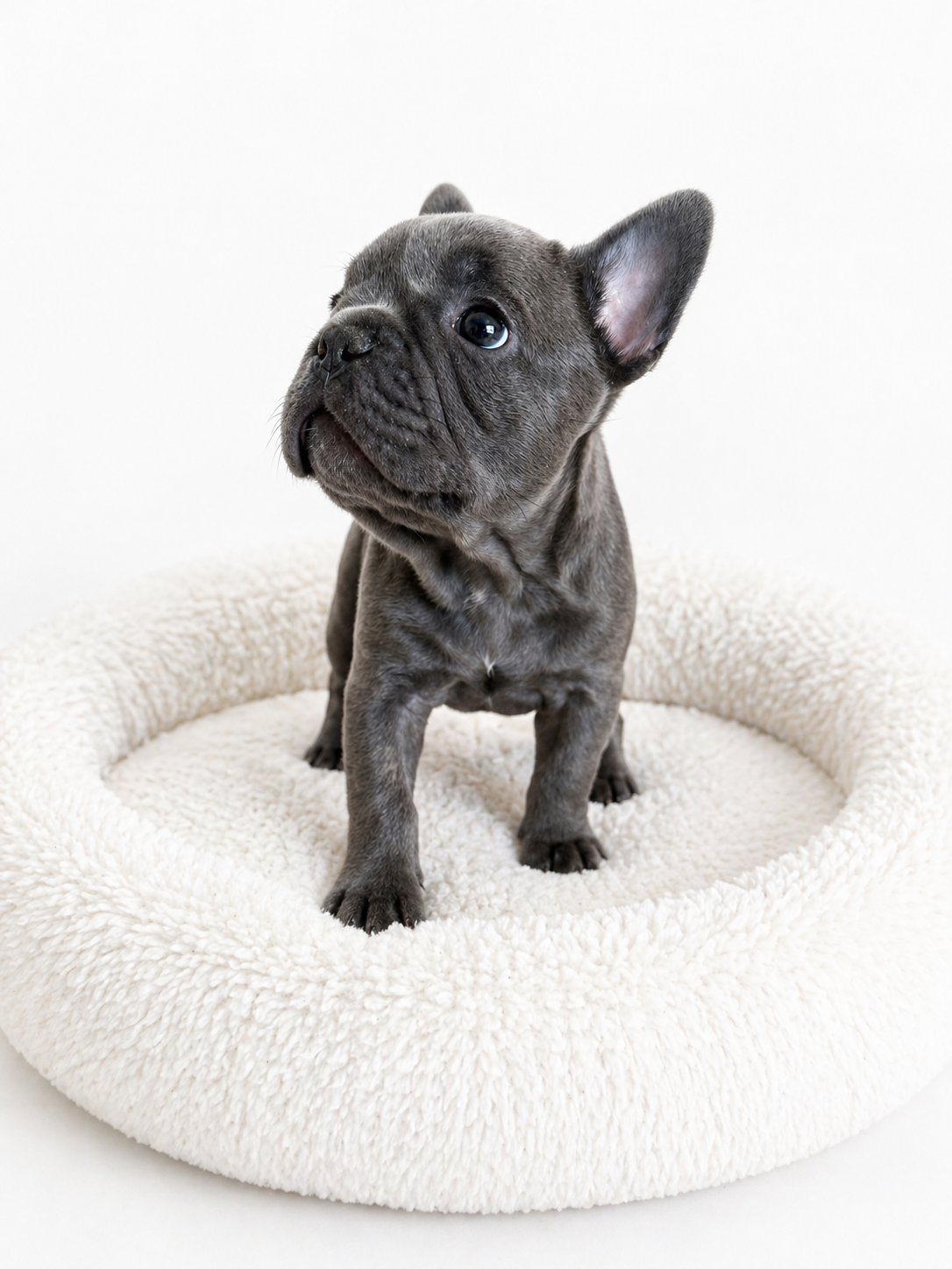 Französische Bulldogge – blaue Hündin mit Stammbaum - 5