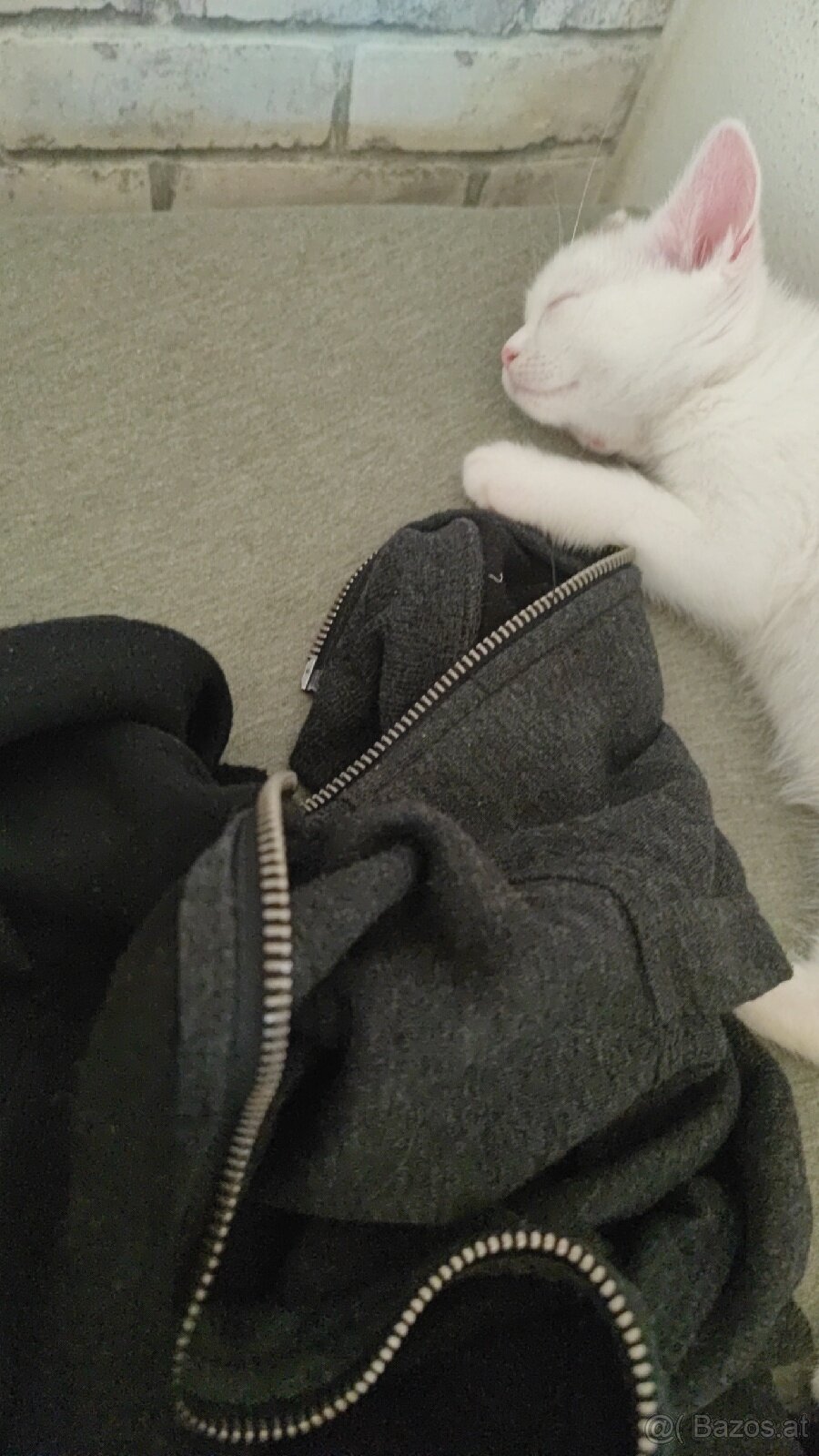 Katzen baby - 5