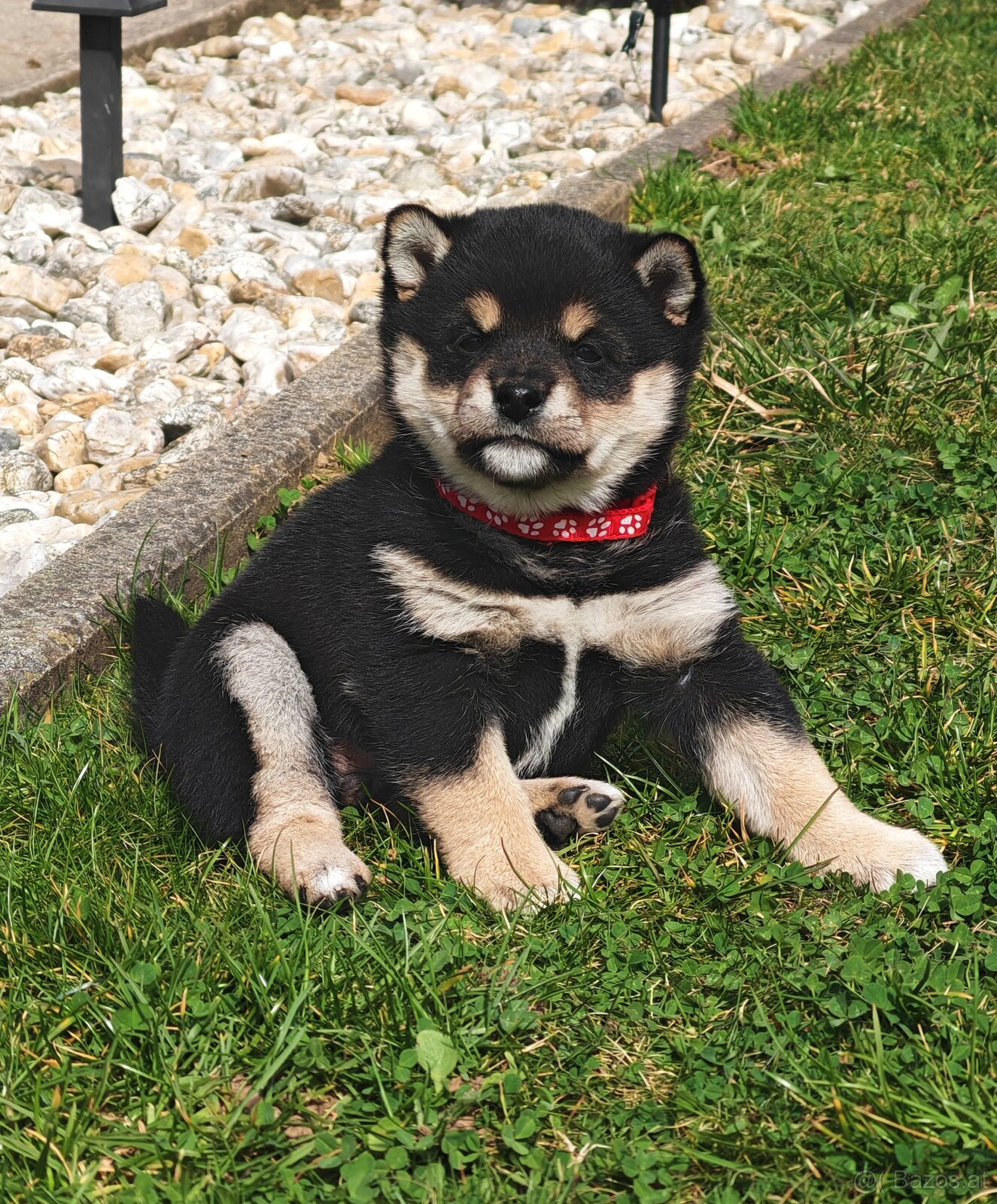 Shiba inu Welpen - 5