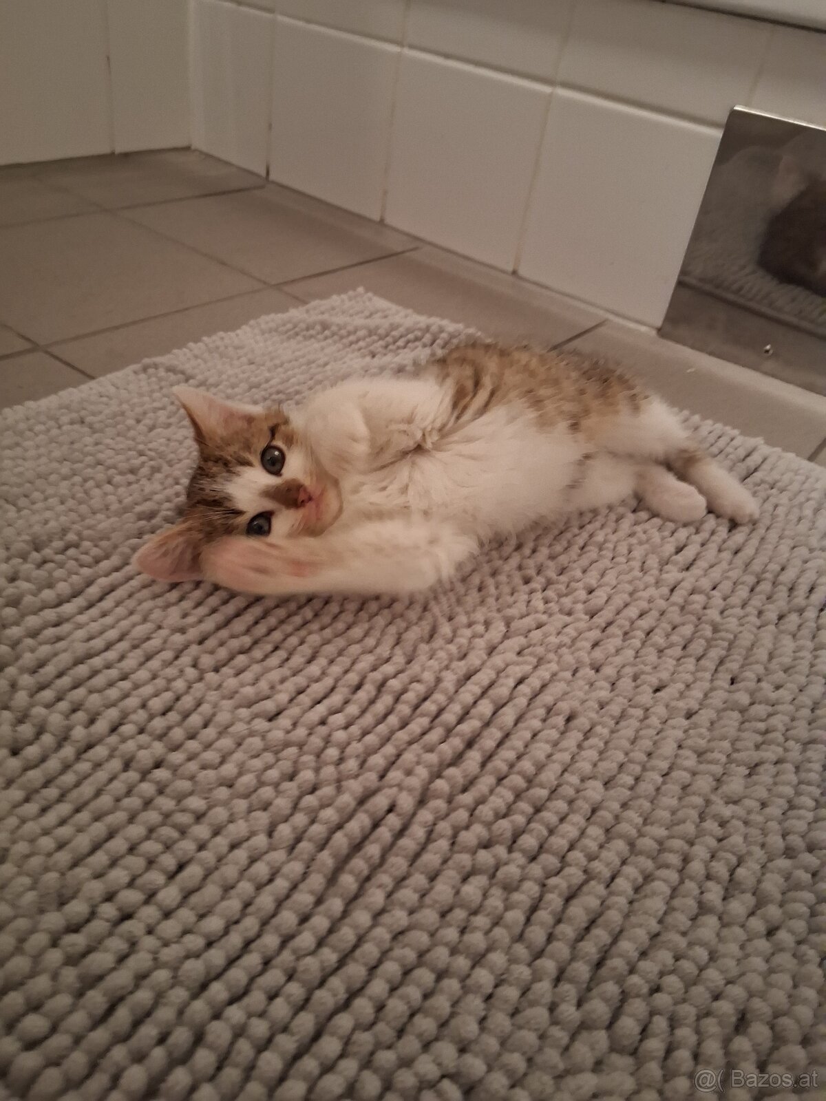 Süße Kätzchen - 5