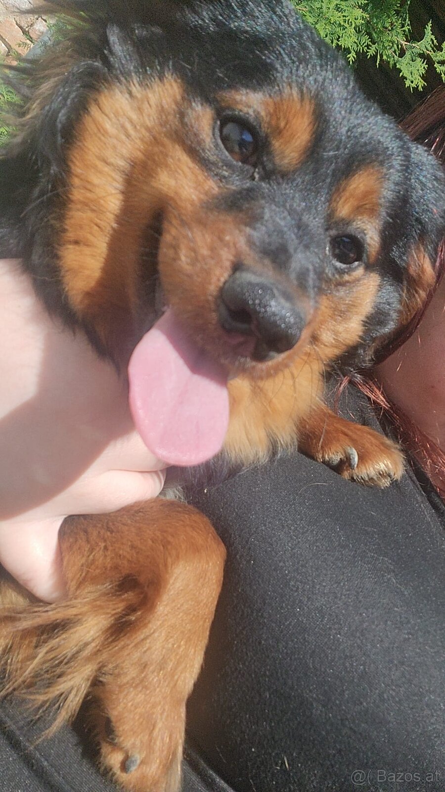 Dackel Mischling - 5