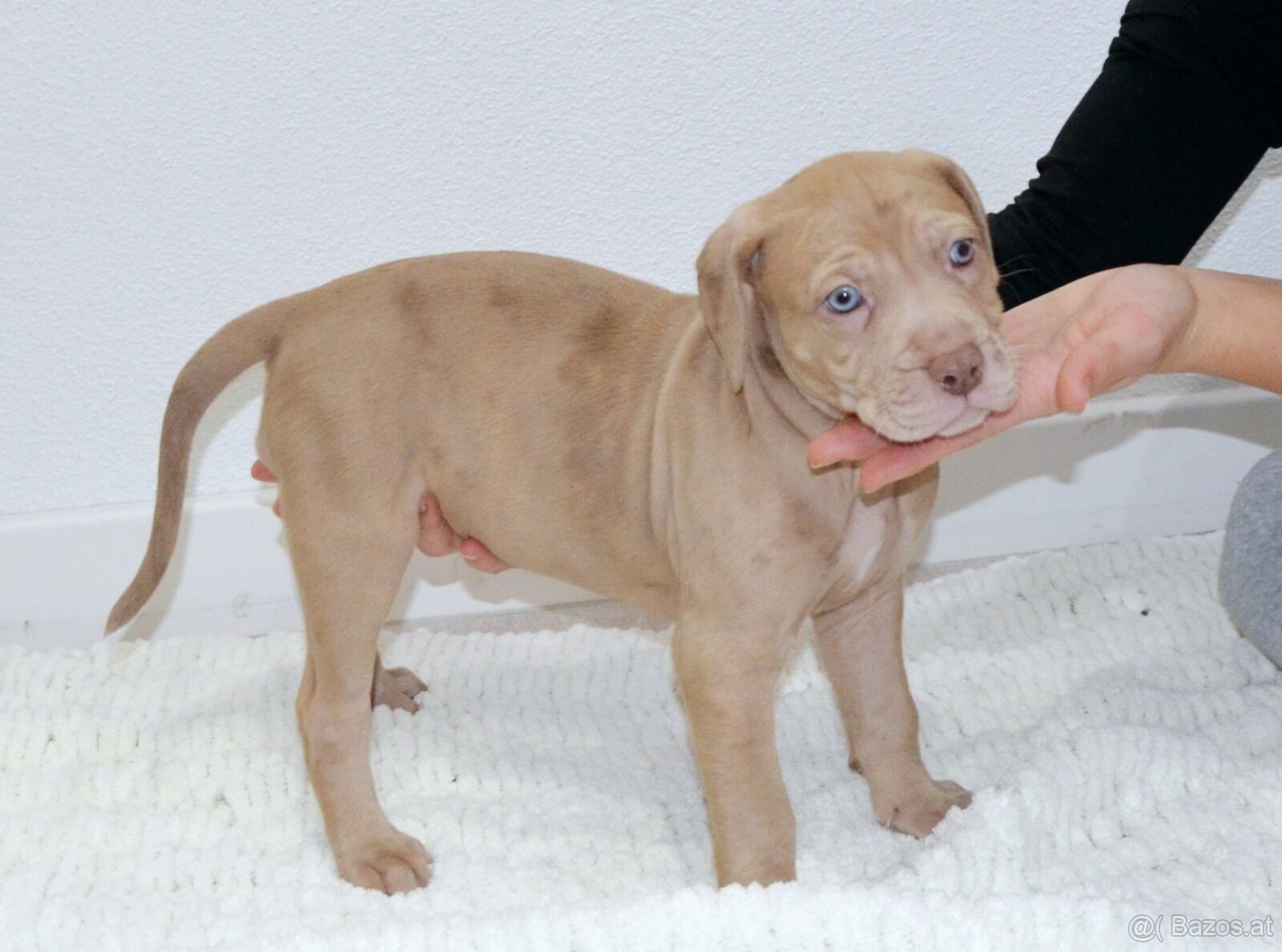 Louisiana Leopard Dog - Catahoula - 5