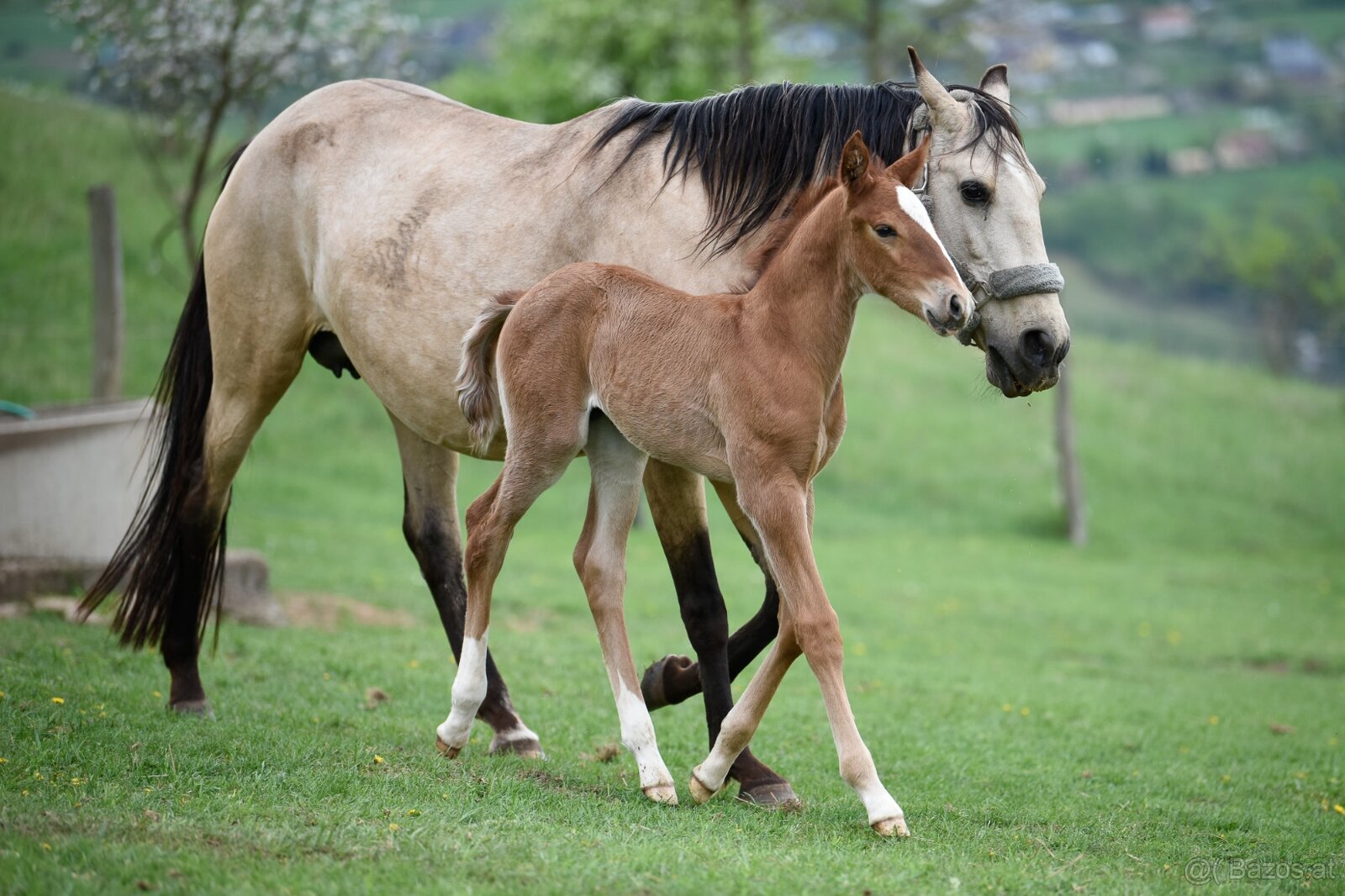 Lusitano Hengst PSL - 5