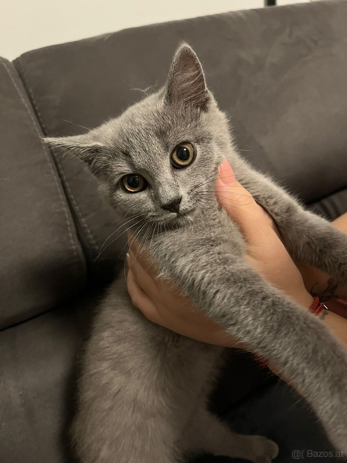 BKH katzen 2 Männchen und 2 Weibchen - 5