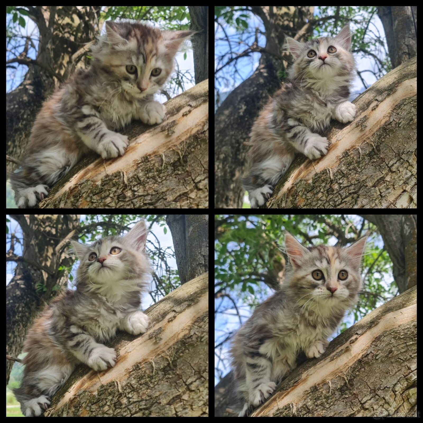 Maine Coon Kitten suchen Herzensplätze - 5