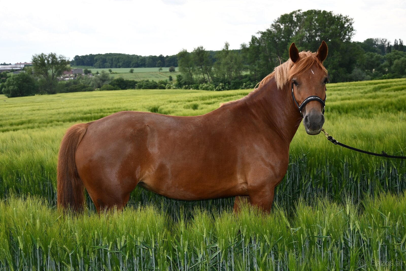 Charakterstarke Welsh-Cob-Stute - 5
