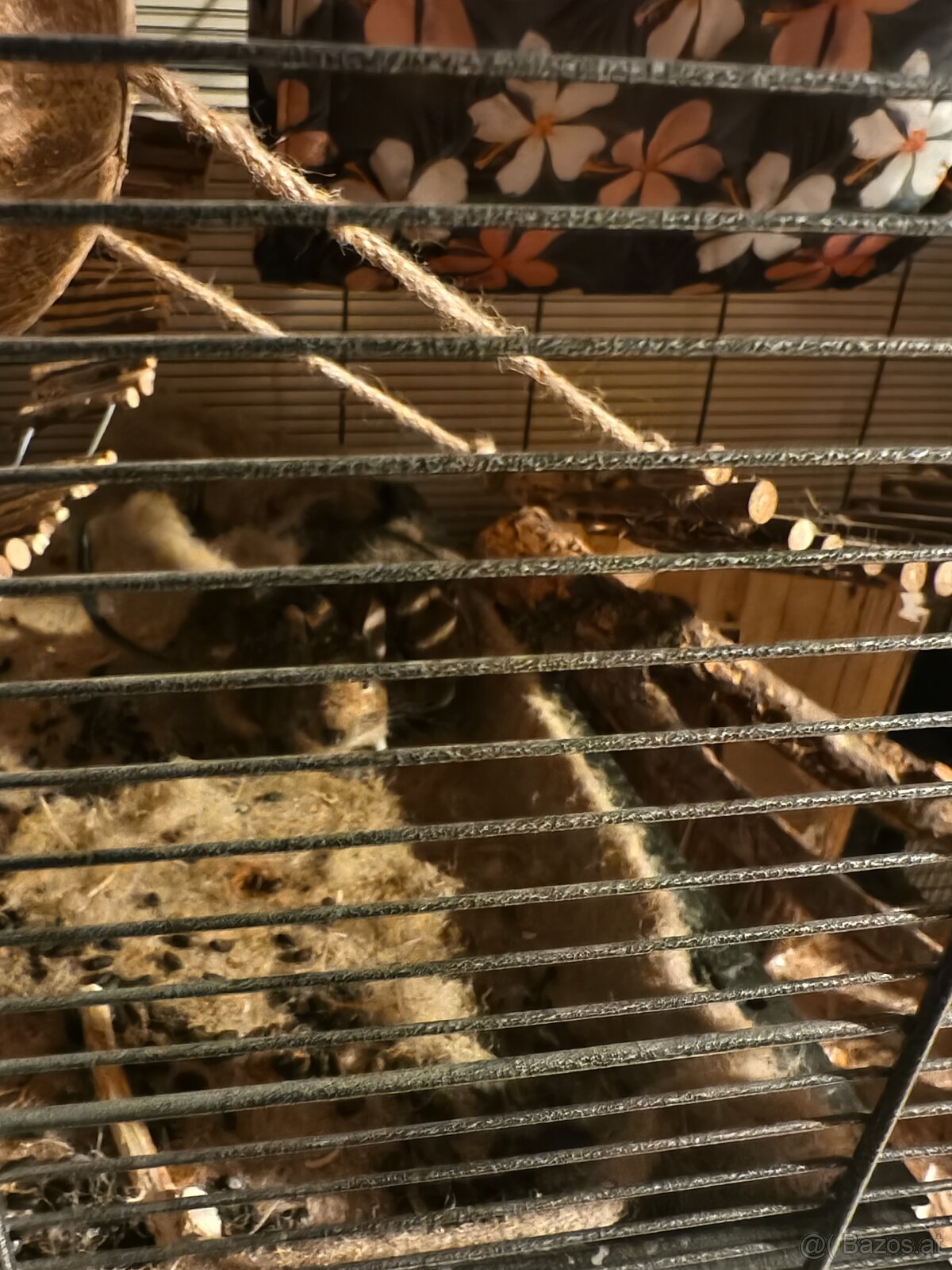 2 süsse Degus 9 Monate alt mit Käfig zu vergeben - 5