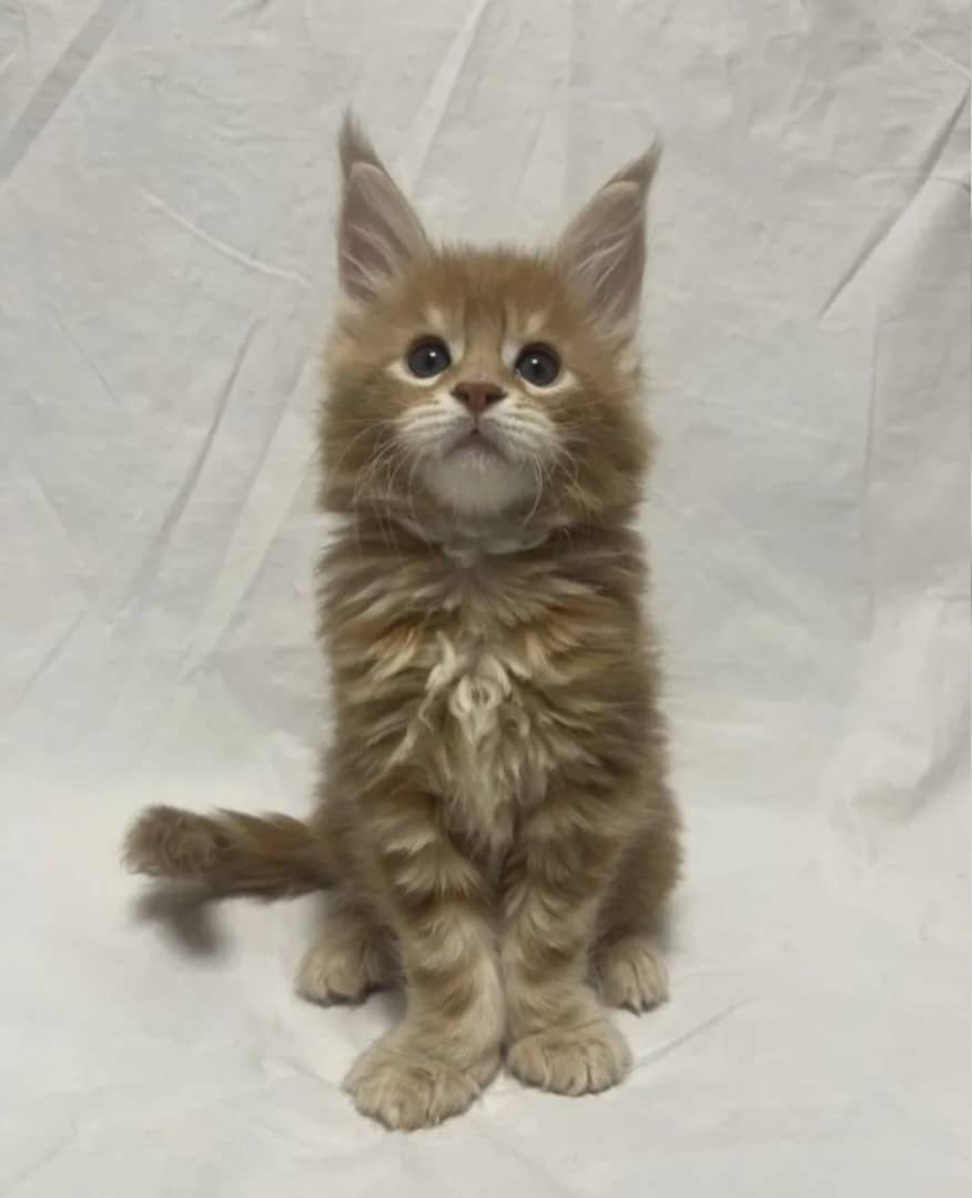 Wunderschöne Ragdoll- und Maine-Coon-Kätzchen abzugeben - 5