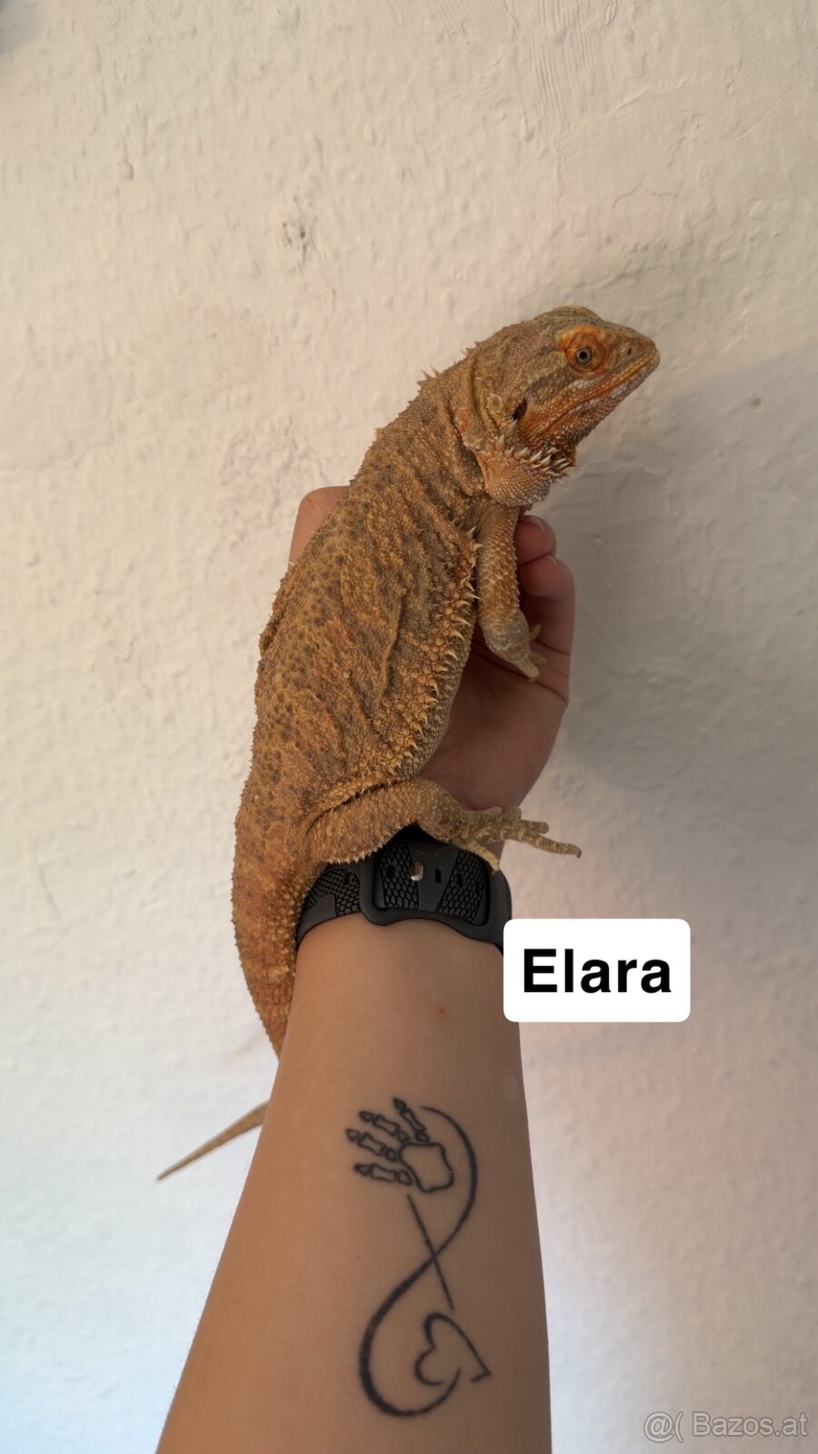 Bartagame Weiblich - 5