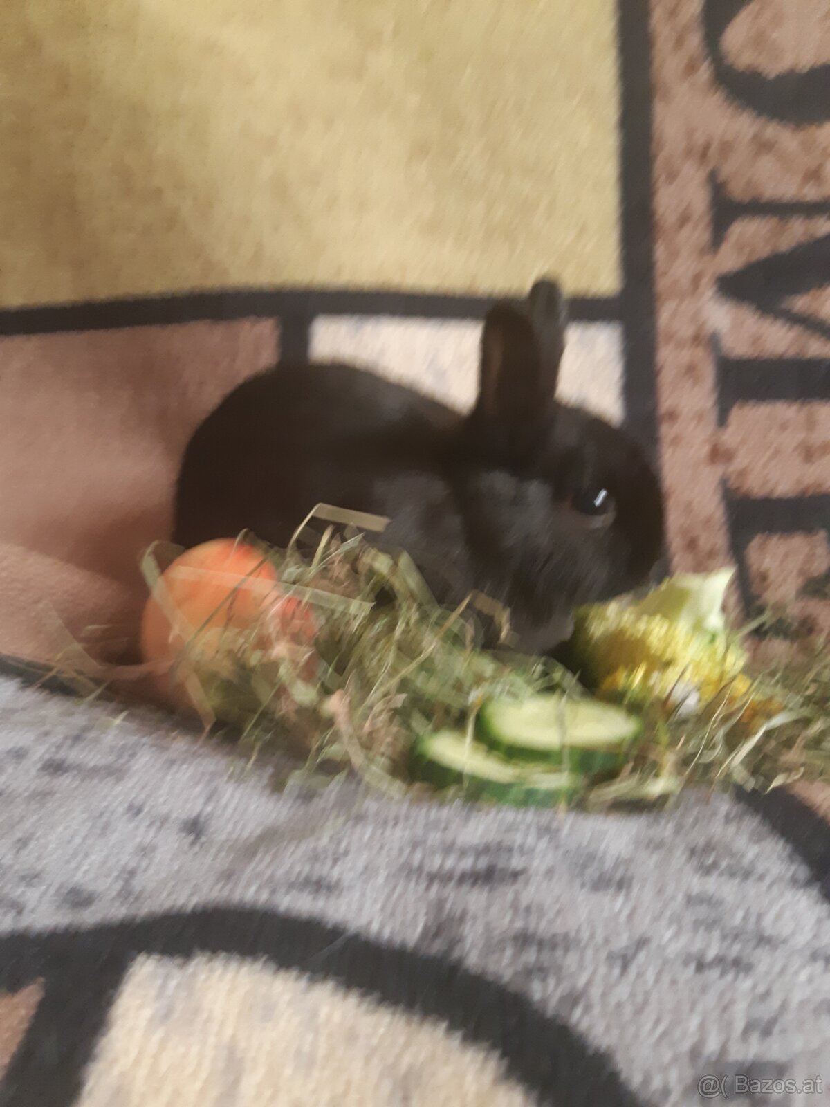 Zwergkaninchen Baby zu vergeben - 5