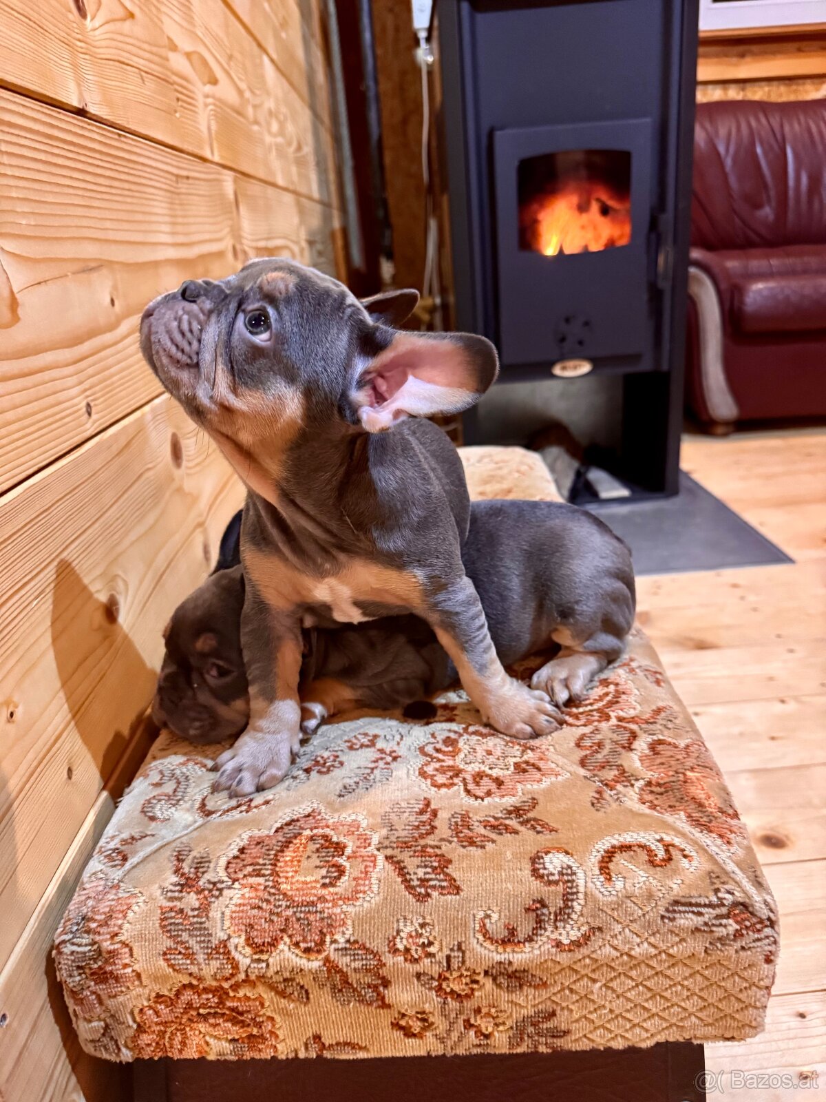 Französischen Bulldoggen Welpen - 5