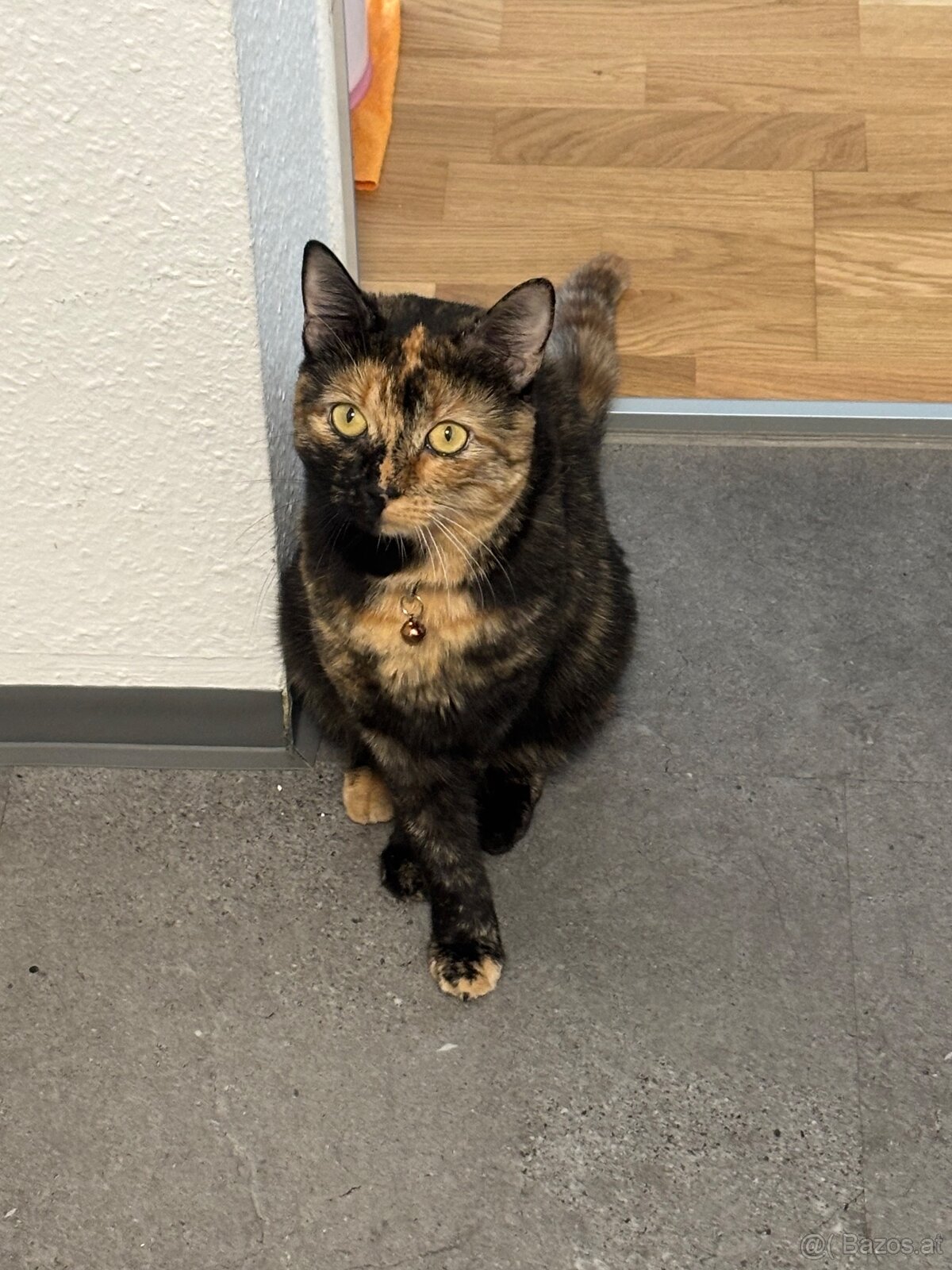Lilli – kleine Quasselstrippe sucht liebevolles Zuhause 🐱 - 5