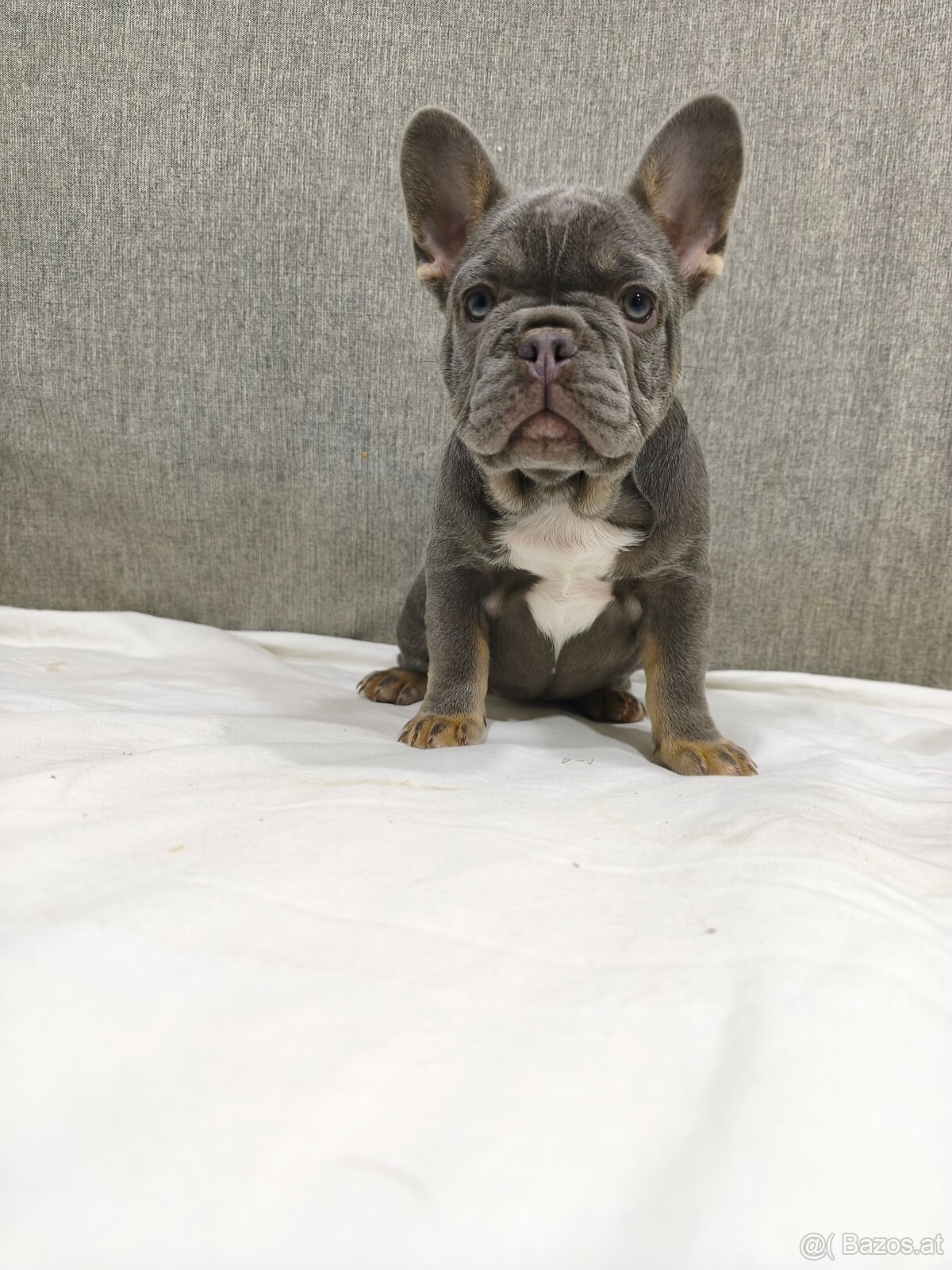 Französischen Bulldog - 5