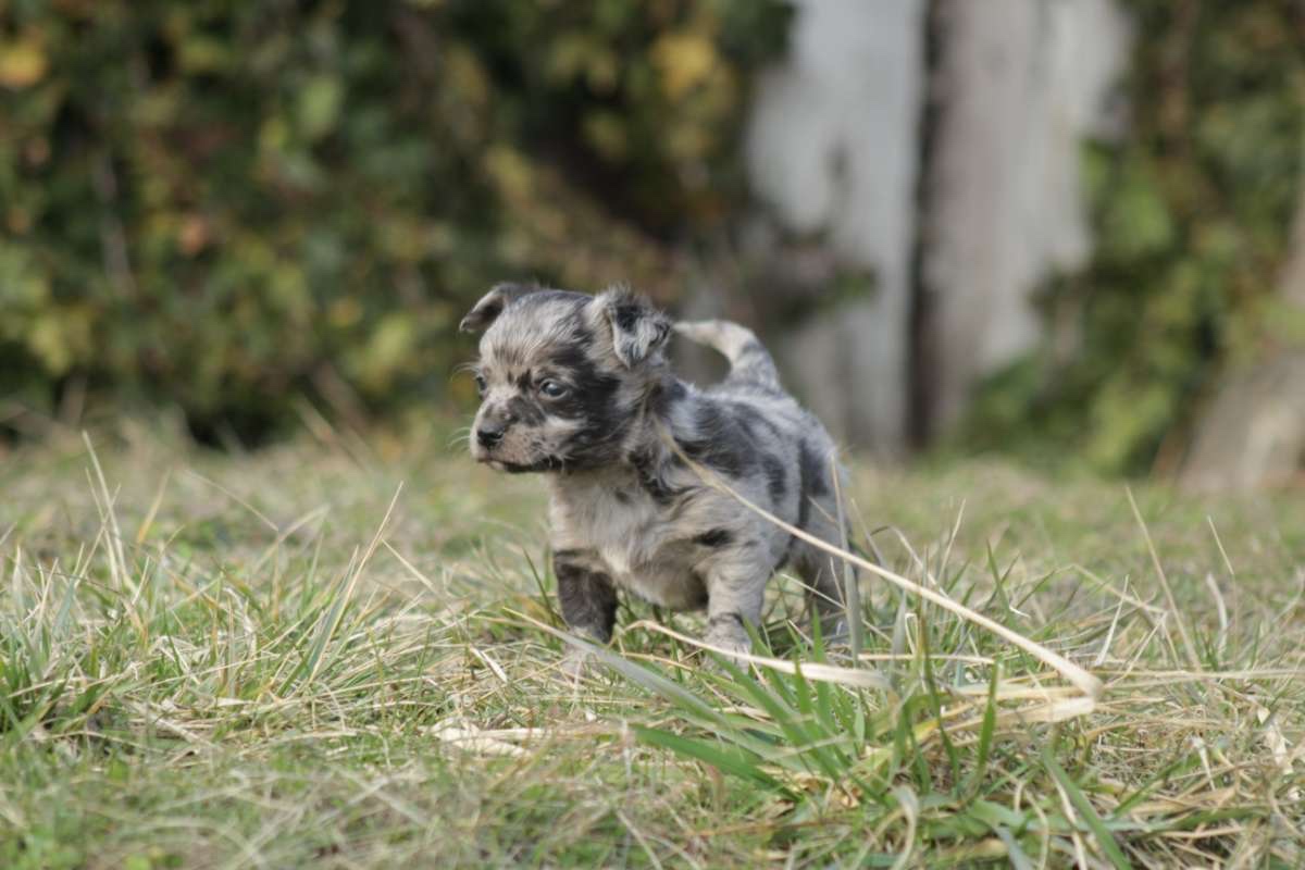 Mu-Chi (Mudi x Chihuahua) Welpen zu verkaufen - 5